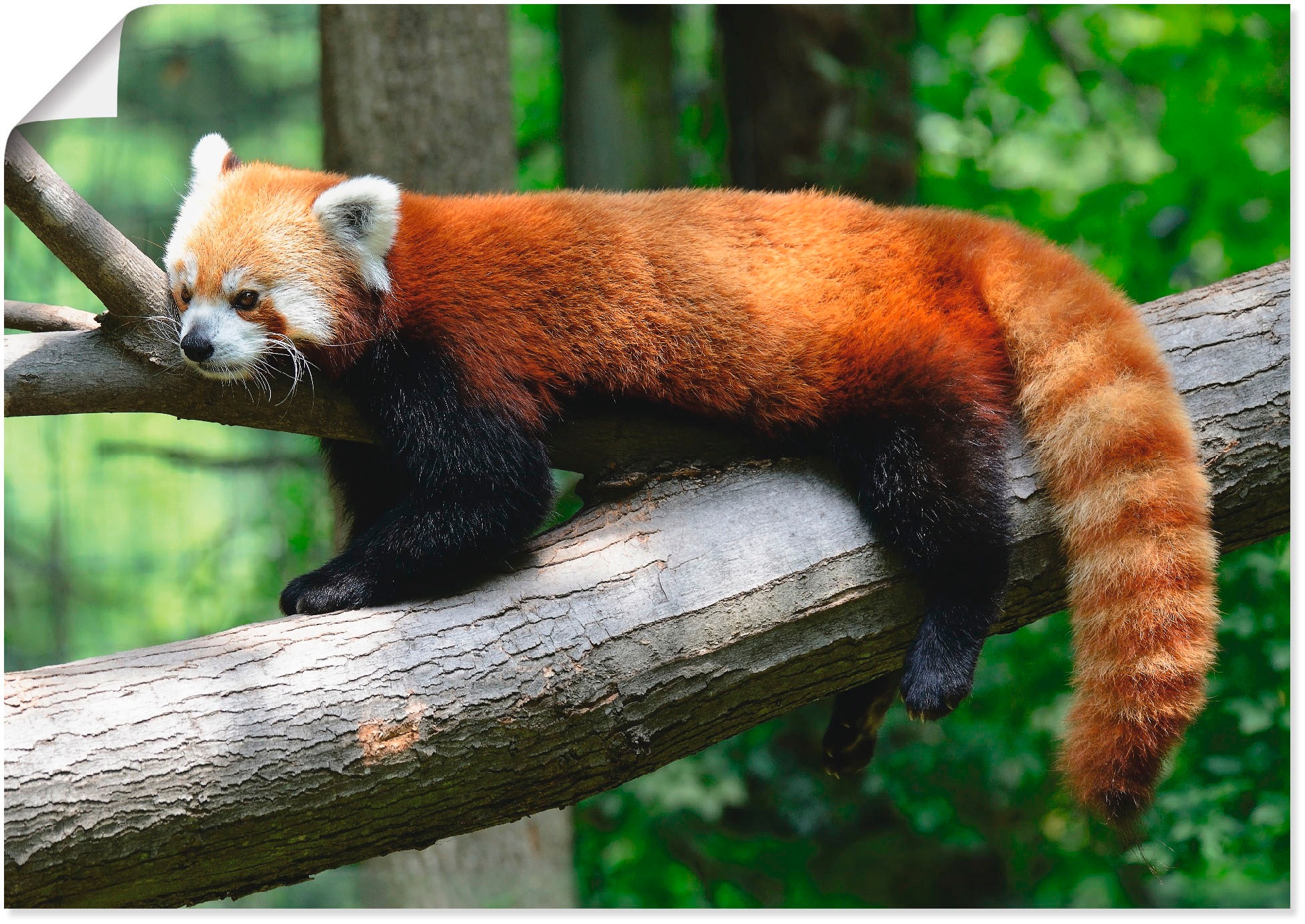 Artland Wandbild "Roter Panda", Wildtiere, (1 St.), als Poster, Wandaufkleb günstig online kaufen