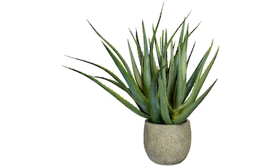 Creativ green Künstliche Zimmerpflanze »Deko-Sukkulente Aloe«, (1 St.) kaufen