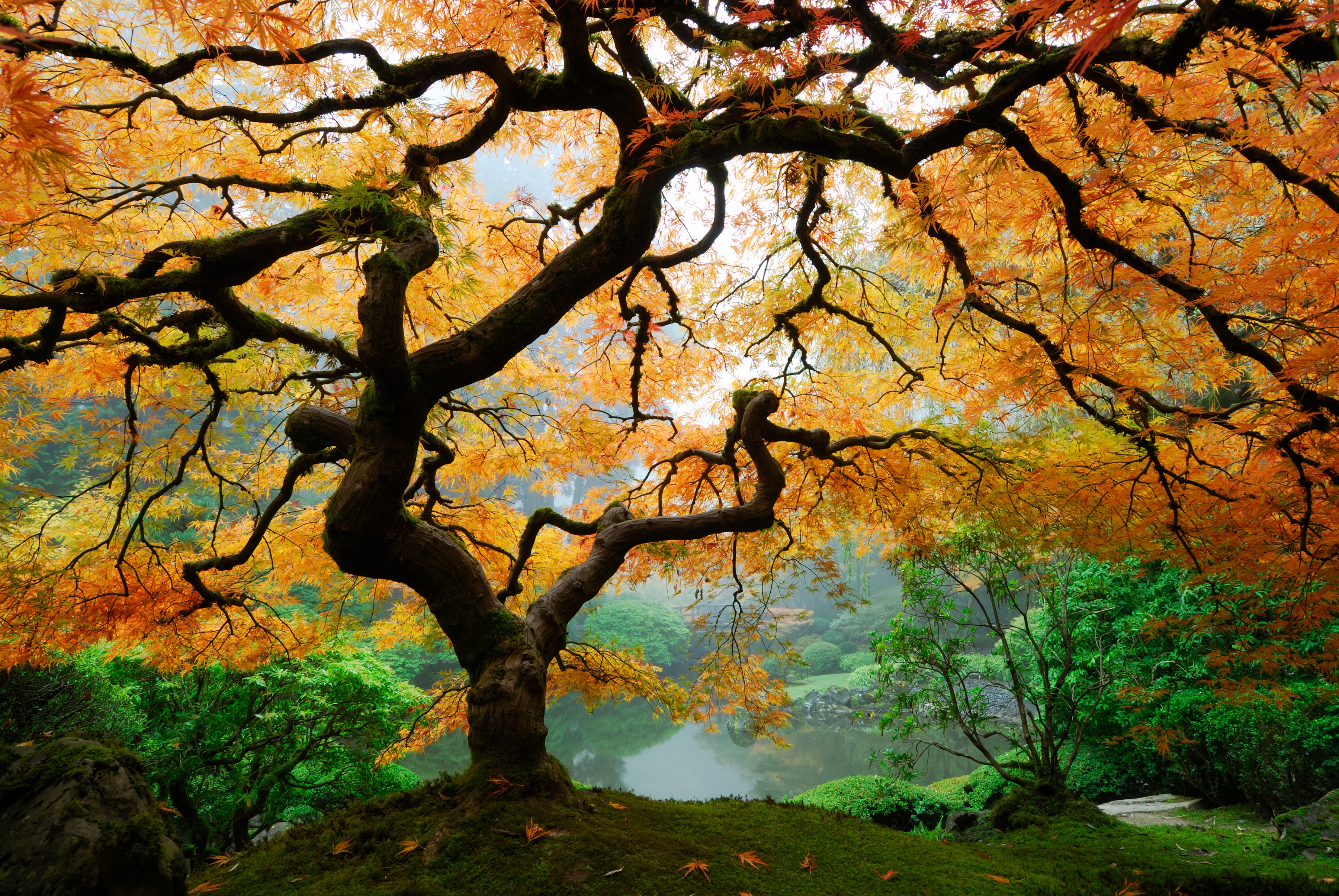 Papermoon Fototapete "Autumn Maple Tree" glatt