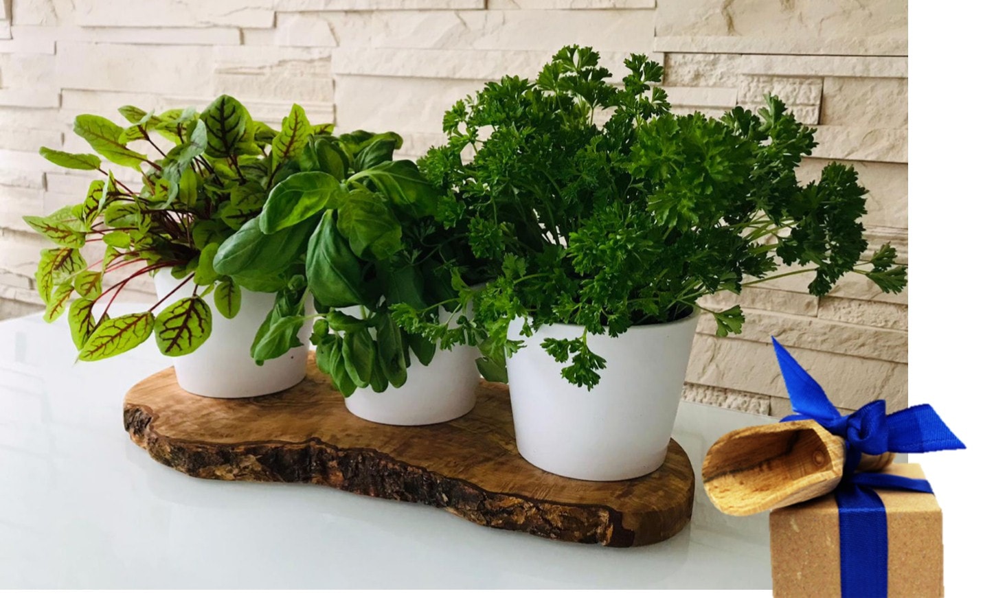 Olivenholz-erleben Kräuterbeet "3er Kräuterstation auf Olivenholz-Sockel" e günstig online kaufen