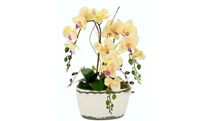 I.GE.A. Kunstblume »Orchidee«, (1 St.), in Antik-Schale aus Keramik kaufen