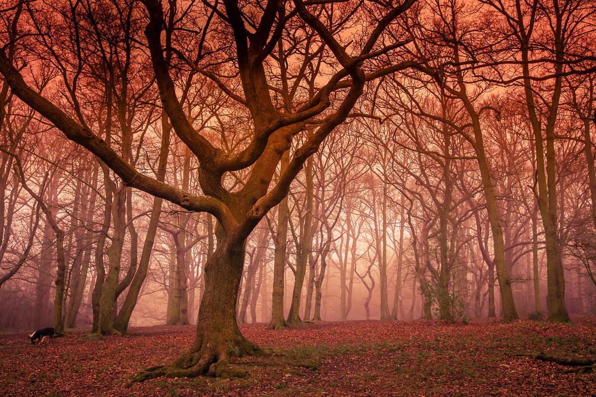 Papermoon "Wald"