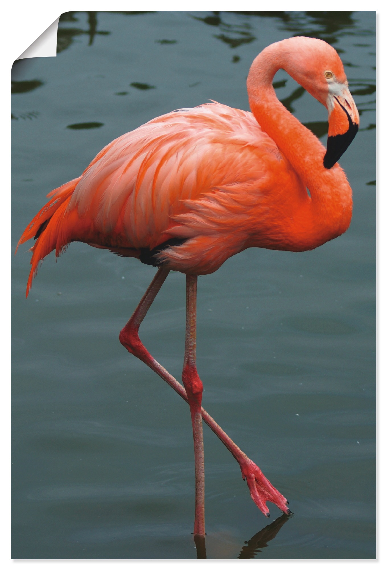 Balance«, BAUR (1 versch. Artland Vögel, | Wandaufkleber Leinwandbild, in Größen Wandbild Poster kaufen oder St.), als »Flamingo