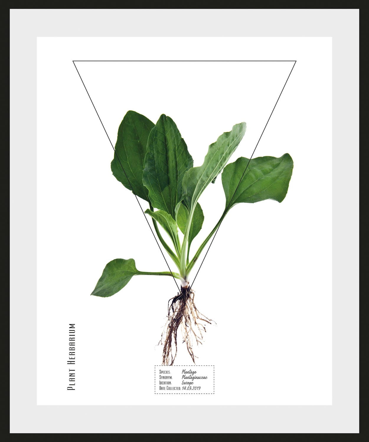 queence Bild "Plantago", (1 St.) günstig online kaufen