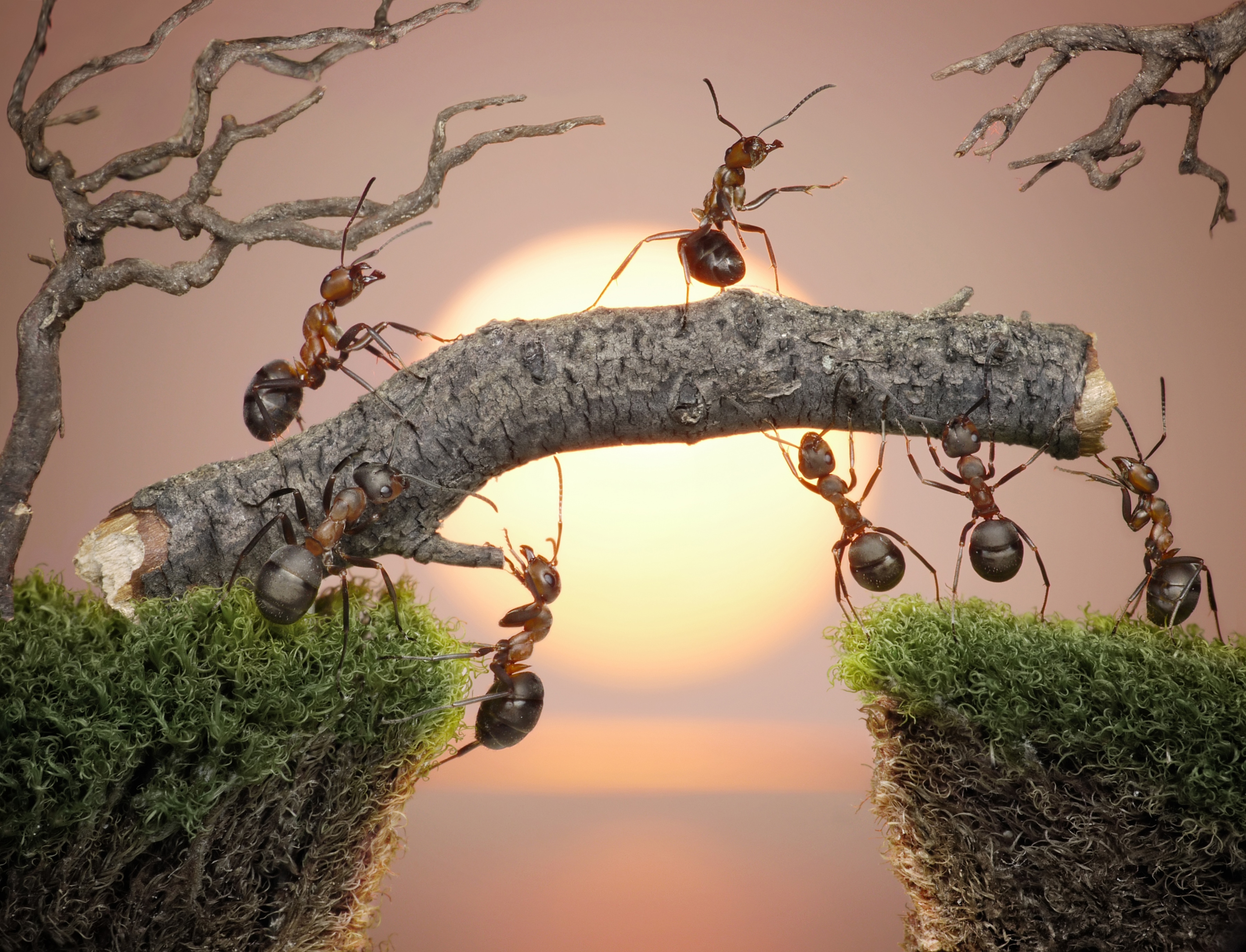 Papermoon Fototapete "Ants Teamwork" glatt