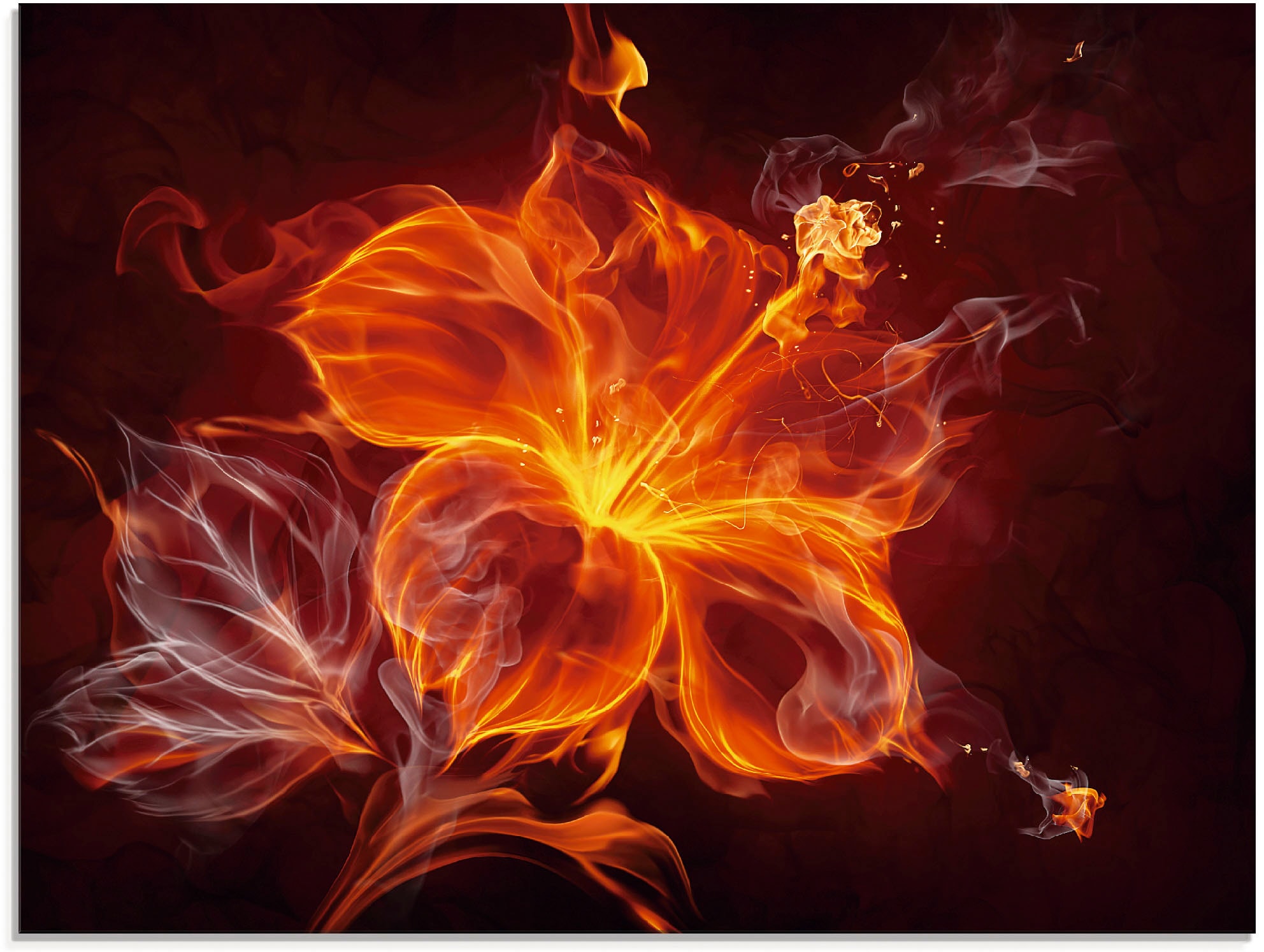 Artland Glasbild "Feuerblume" Blumen 1 Stk. tlg. in verschiedenen Größen günstig online kaufen