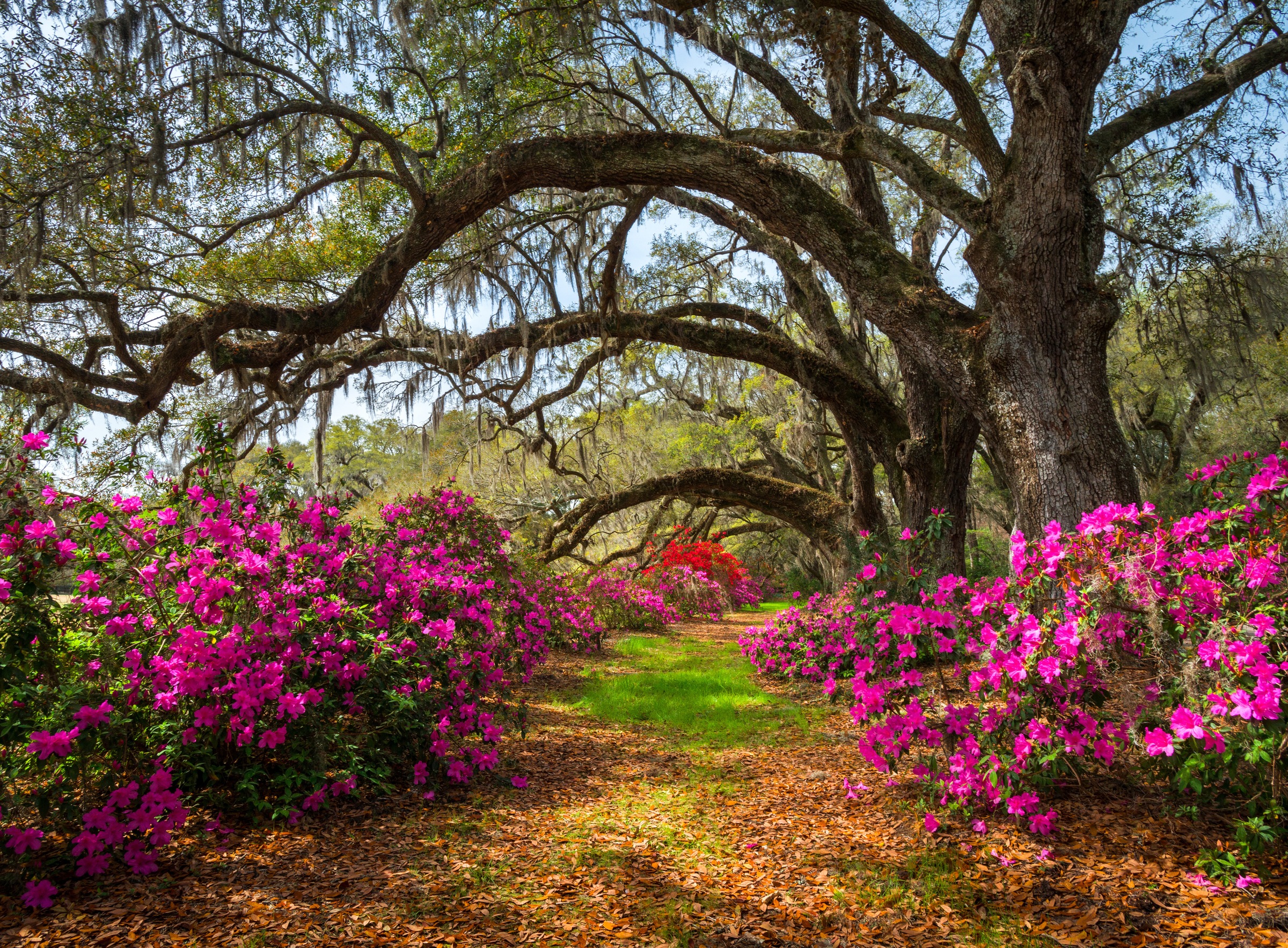 Papermoon Fototapete "Spring Flowers and Oaktrees" glatt
