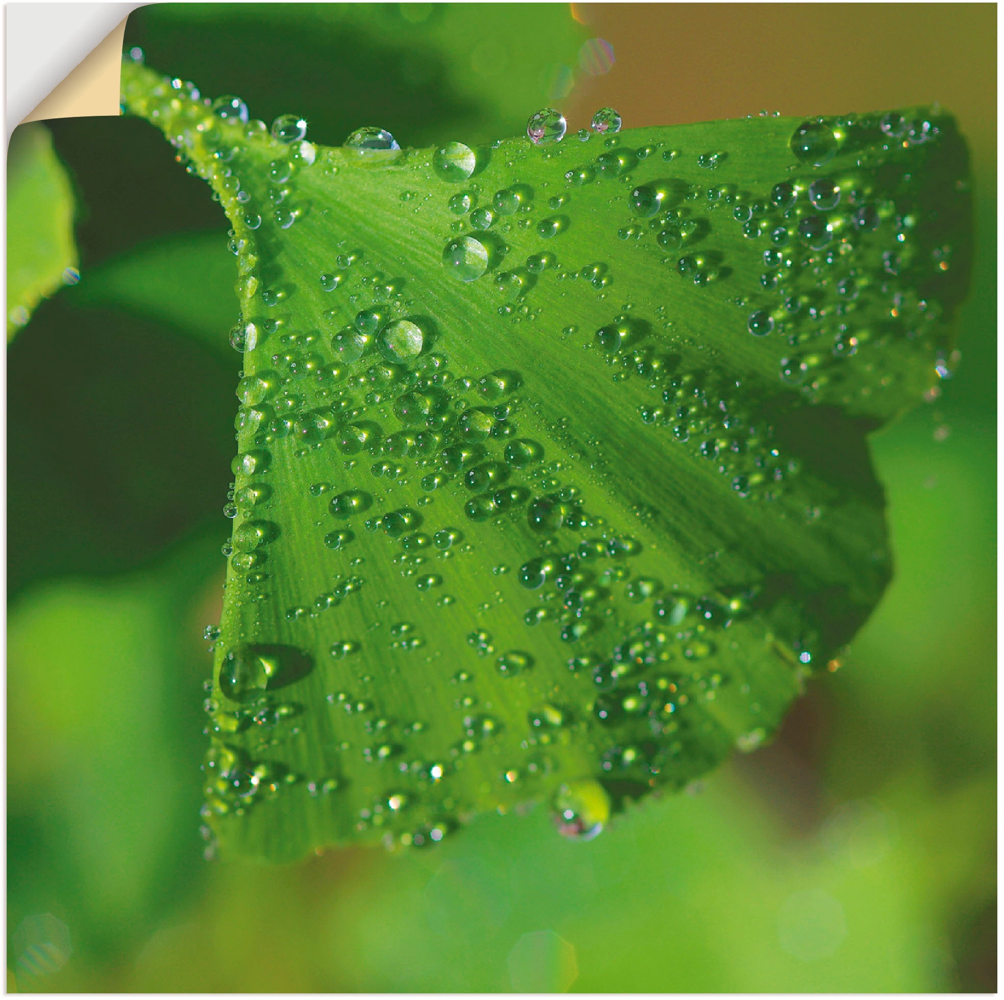 Artland Wandbild »Ginkgo«, Blätter, (1 St.), als Leinwandbild, Wandaufkleber  oder Poster in versch. Größen bestellen | BAUR