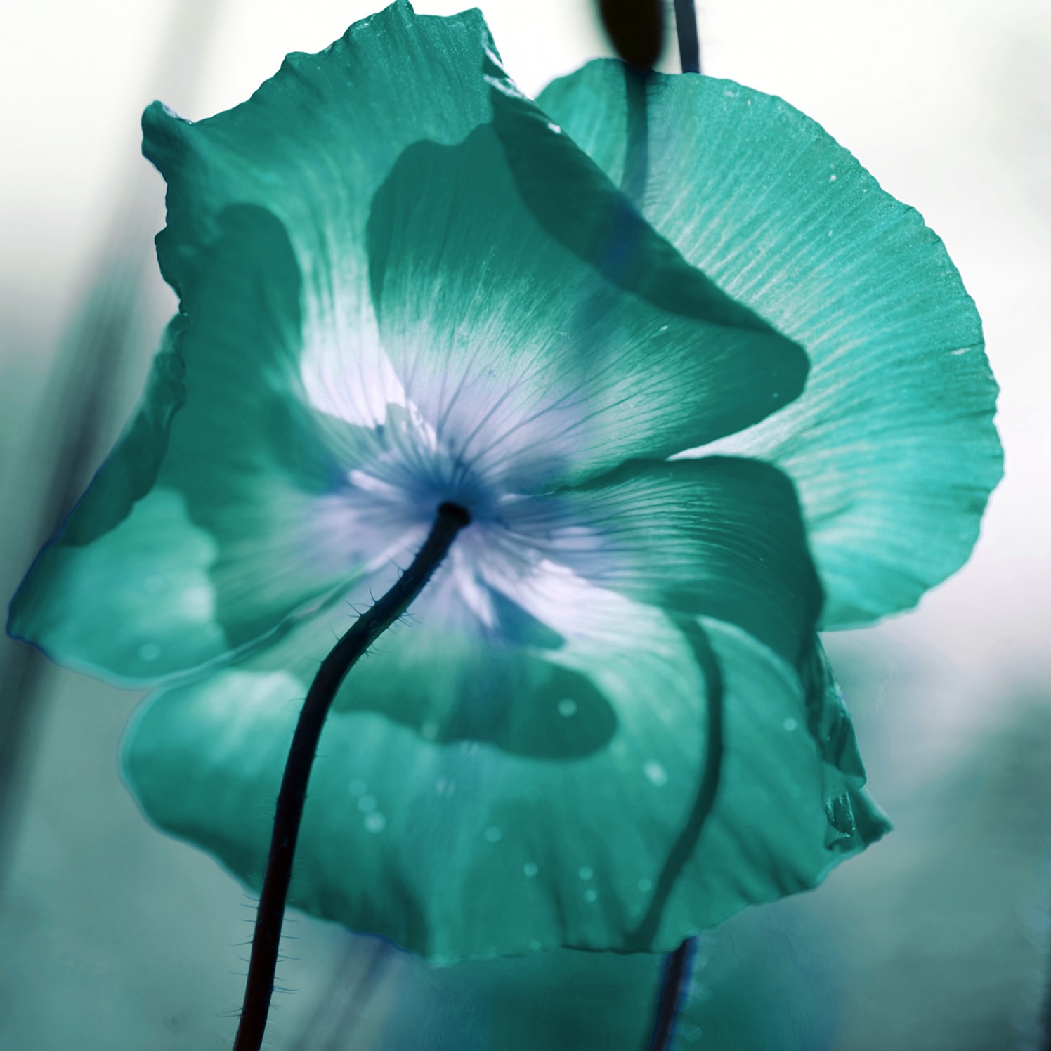 queence Acrylglasbild "Blüte in Türkis, Nahaufnahme Pflanze" 1 Stk. tlg. mit schwebender 3D Tiefenwirkung, dank der rahmenlosen Befestigung