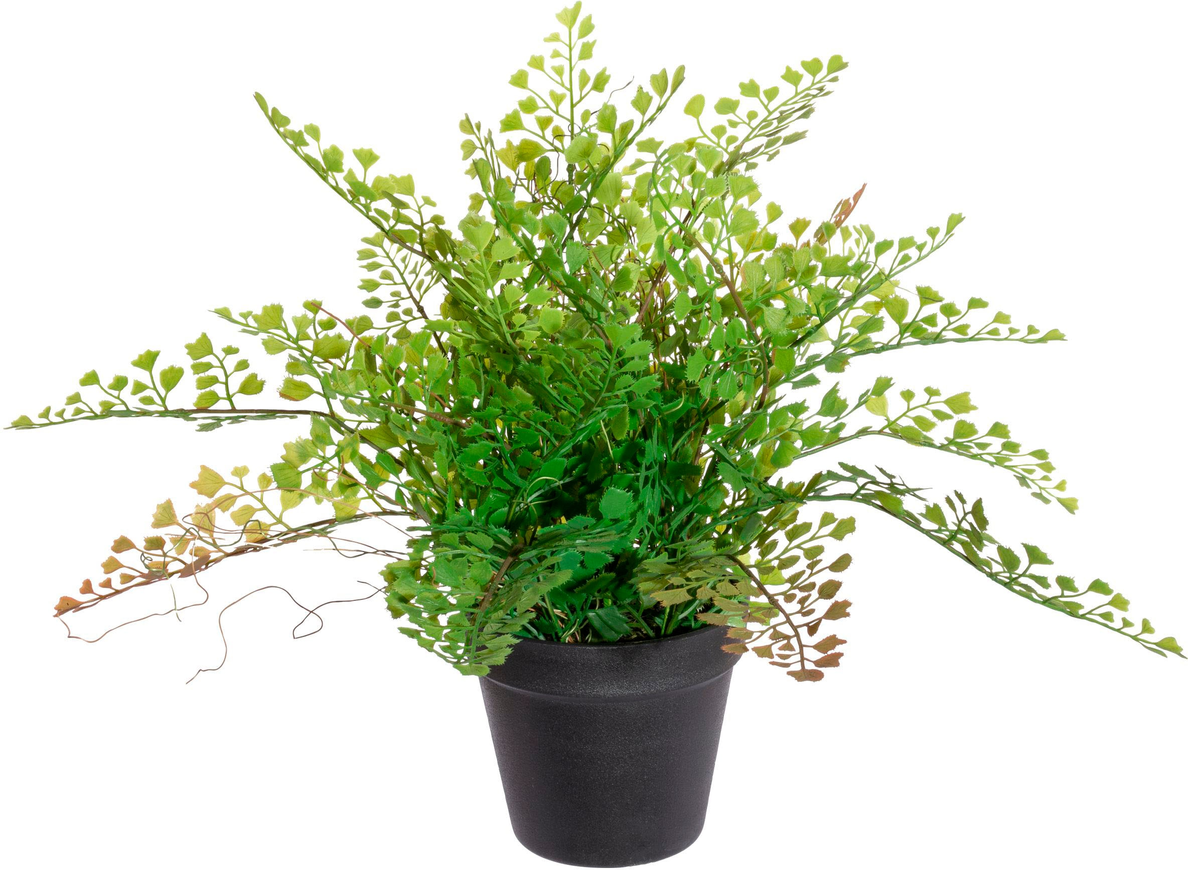 Creativ green Künstliche Zimmerpflanze »Adianthumfar...