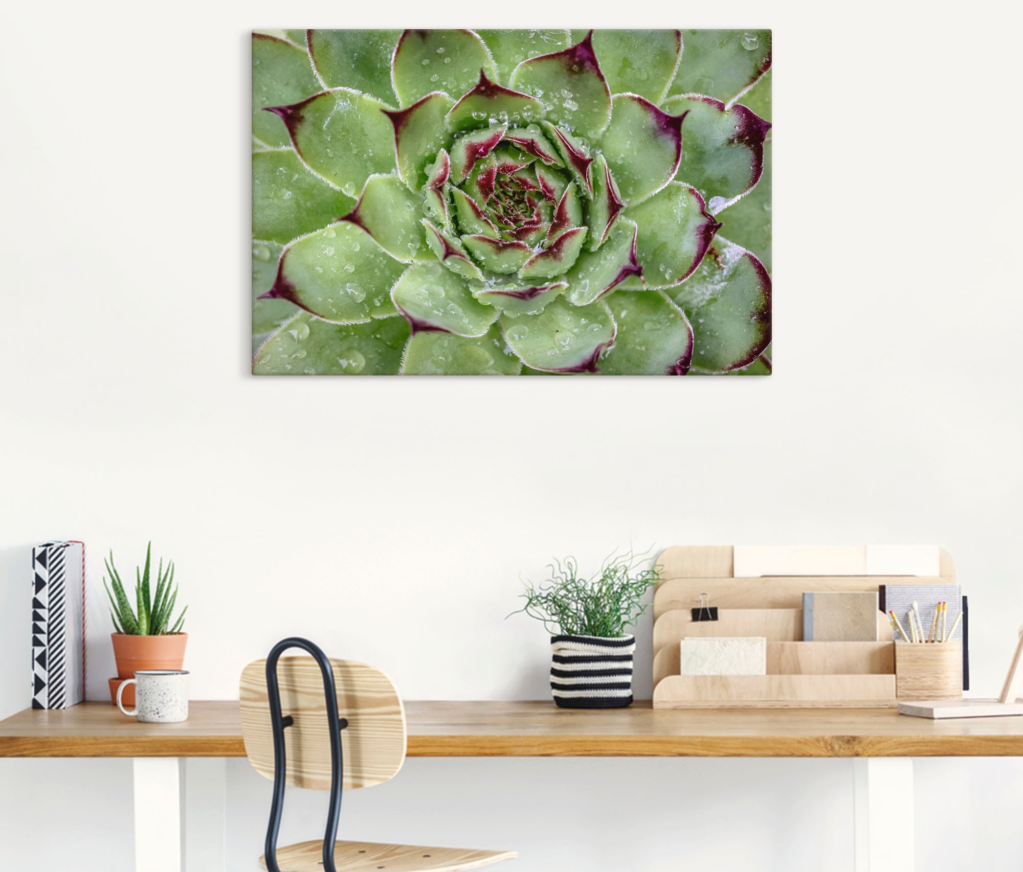 Artland "Sukkulente mit Regentropfen" Pflanzenbilder 1 Stk. tlg. auf Holzra günstig online kaufen