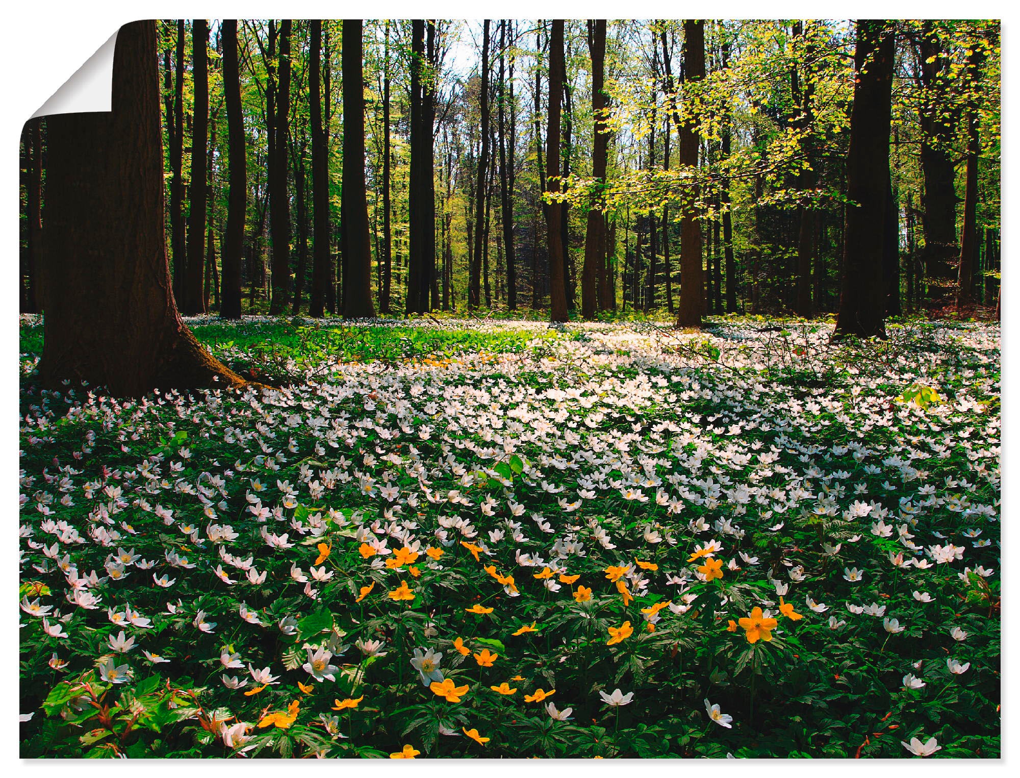 Artland Wandbild "Frühlingswald bedeckt mit Windröschen" Wald 1 Stk. tlg. a günstig online kaufen