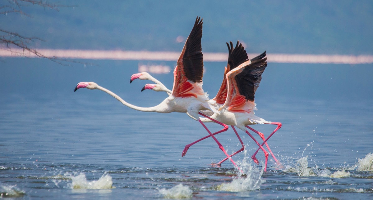 Papermoon Fototapete "Flamingos heben ab"