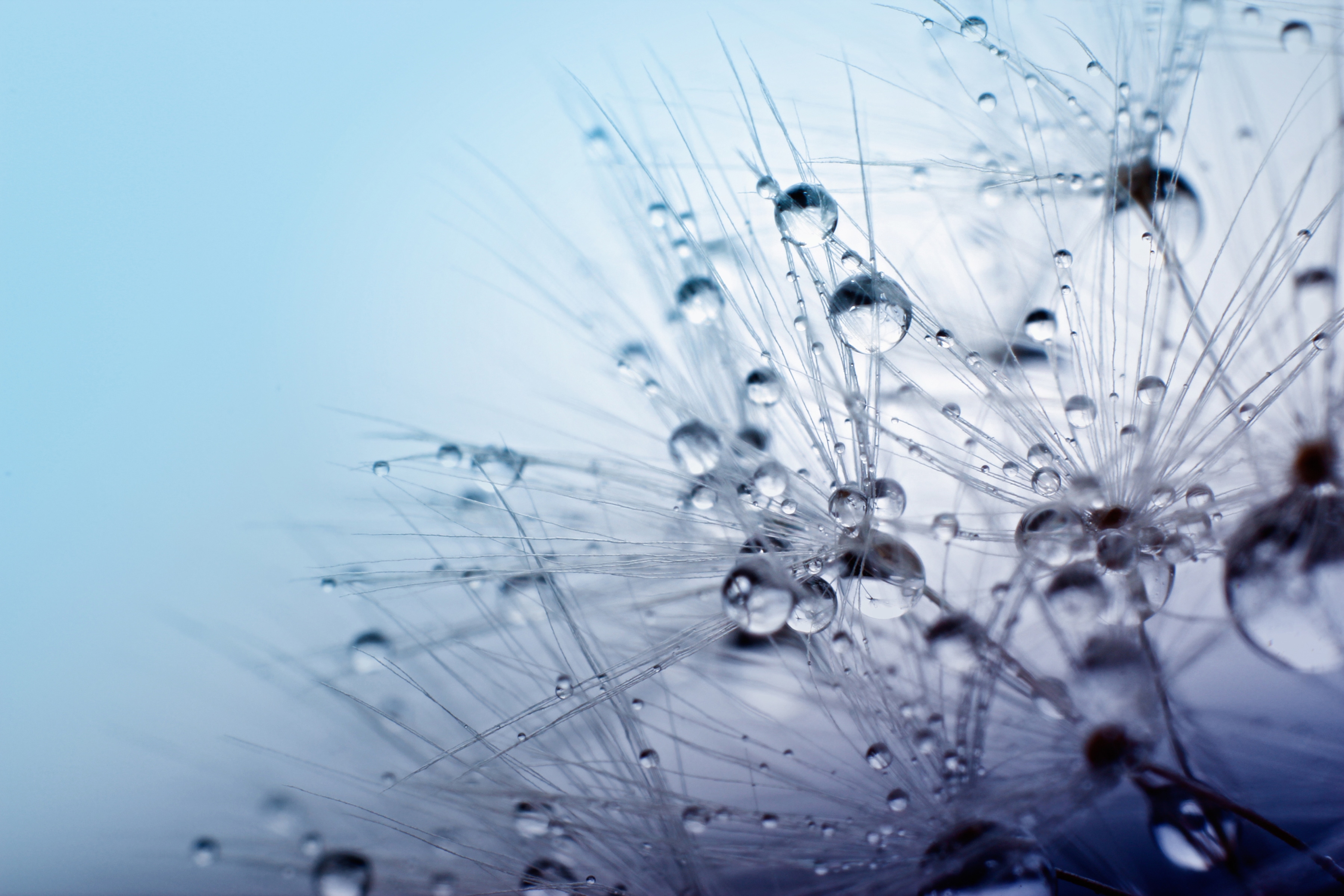 Papermoon Fototapete "Seeds with Water Drops" glatt