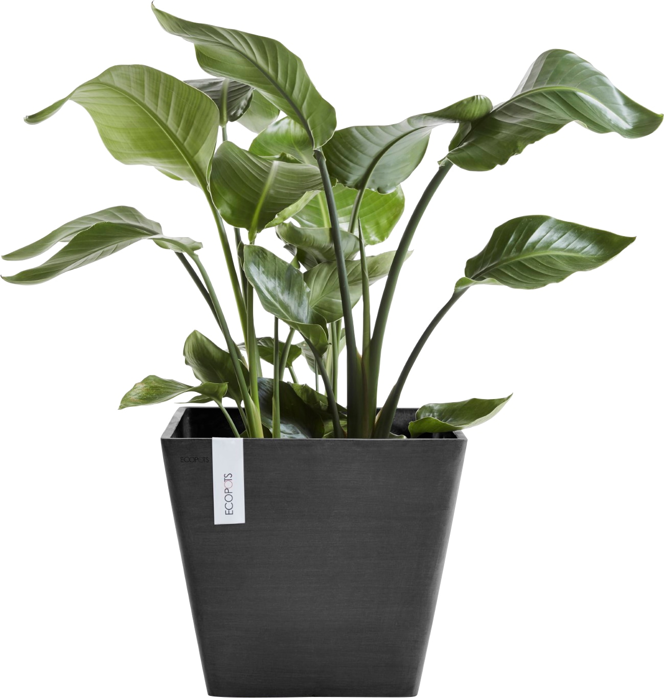 ECOPOTS Blumentopf »ROTTERDAM Dark Grey«, BxTxH: 50x50x44 cm
