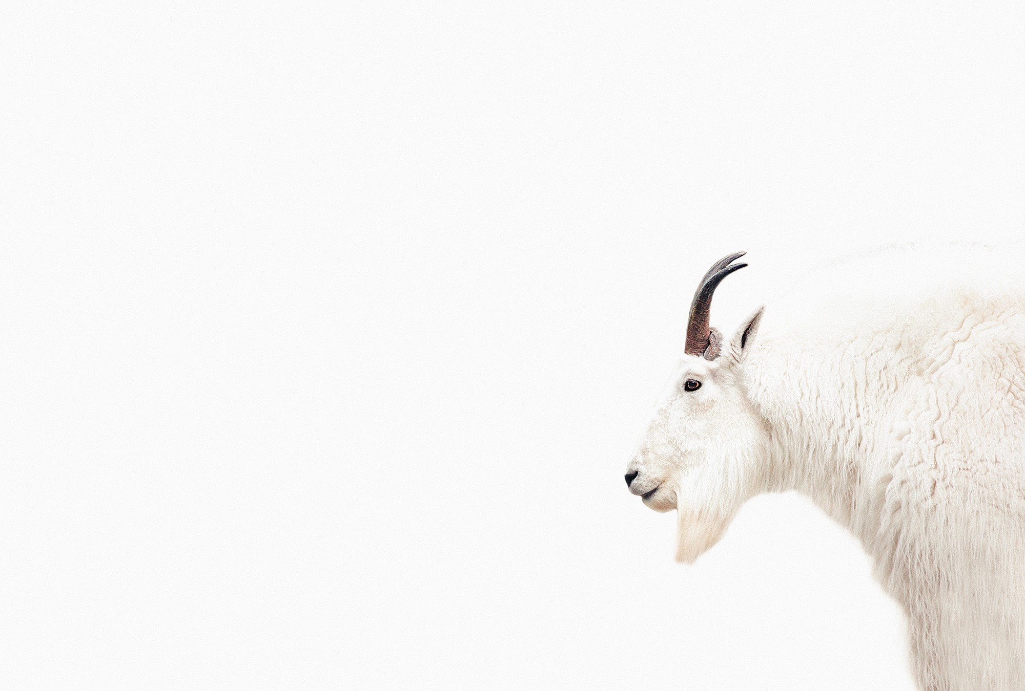 living walls Fototapetas »ARTist Mountain Goat« Vli...