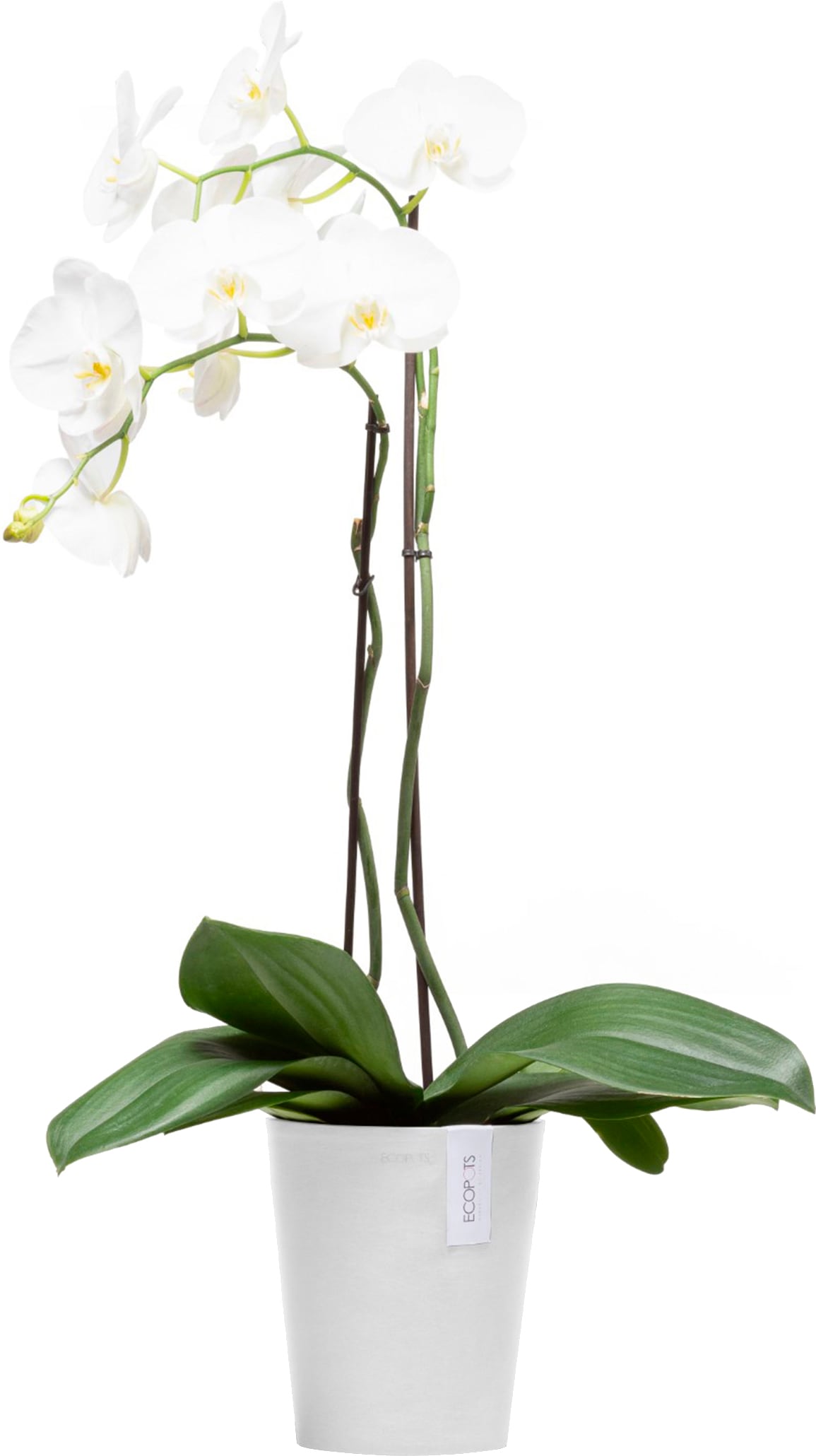 ECOPOTS Blumentopf »Morinda Orchidee 17 Weiß«, für den Innenbereich