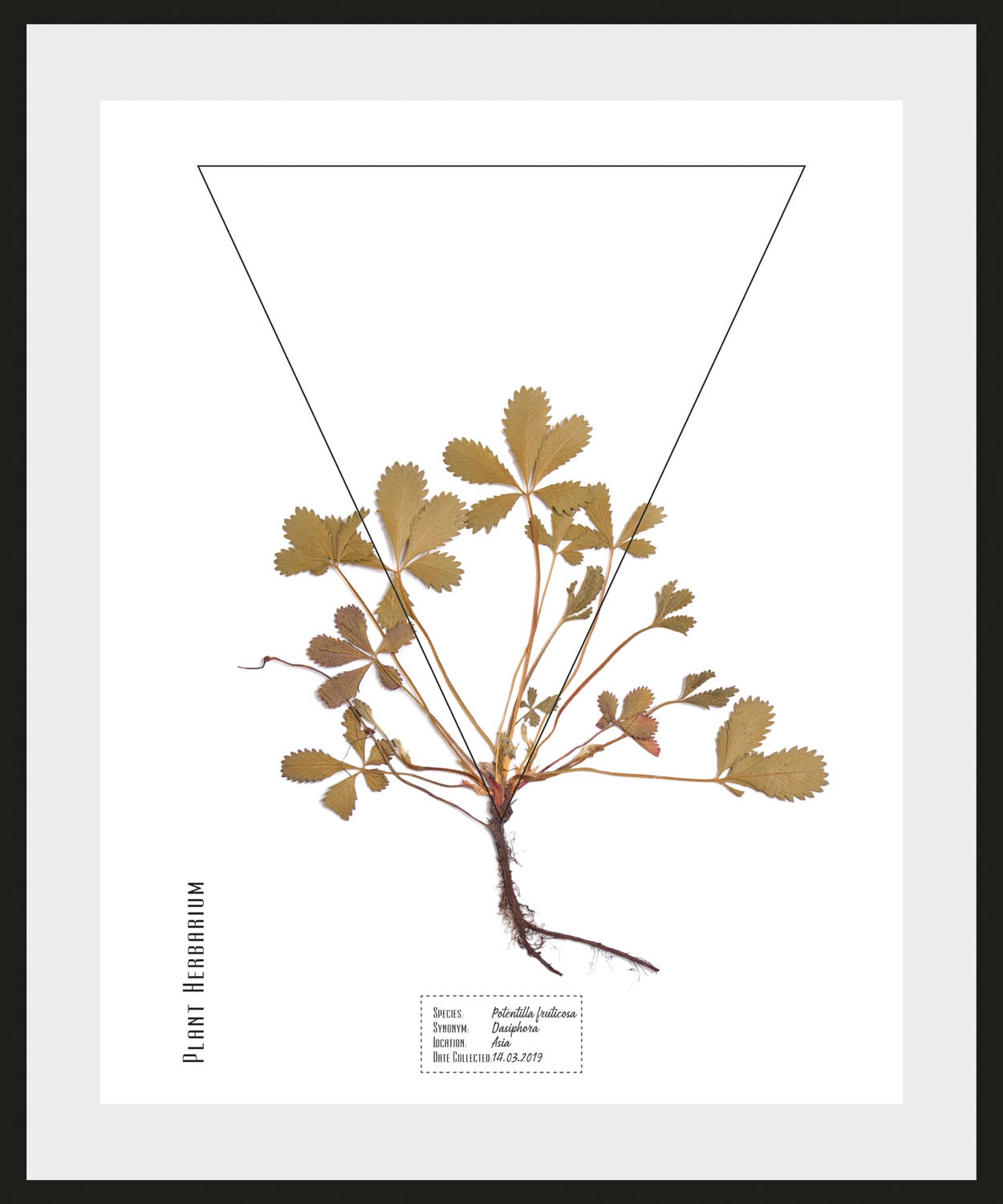 queence Bild "Potentilla fruticosa", Pflanzen-Pflanzenbilder-Schriftzug, (1 günstig online kaufen