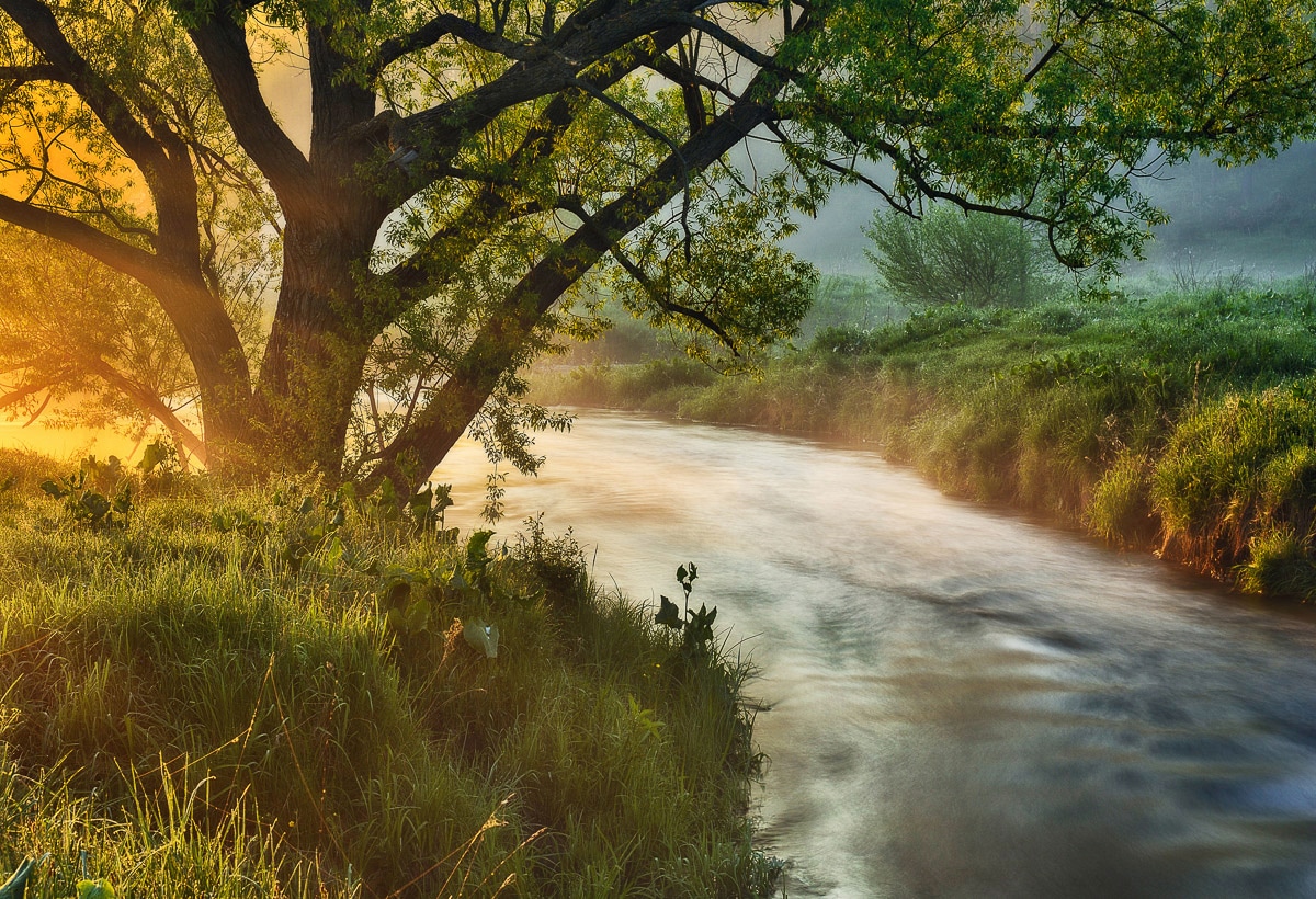 Papermoon Fototapete "Fluss am Baum" günstig online kaufen