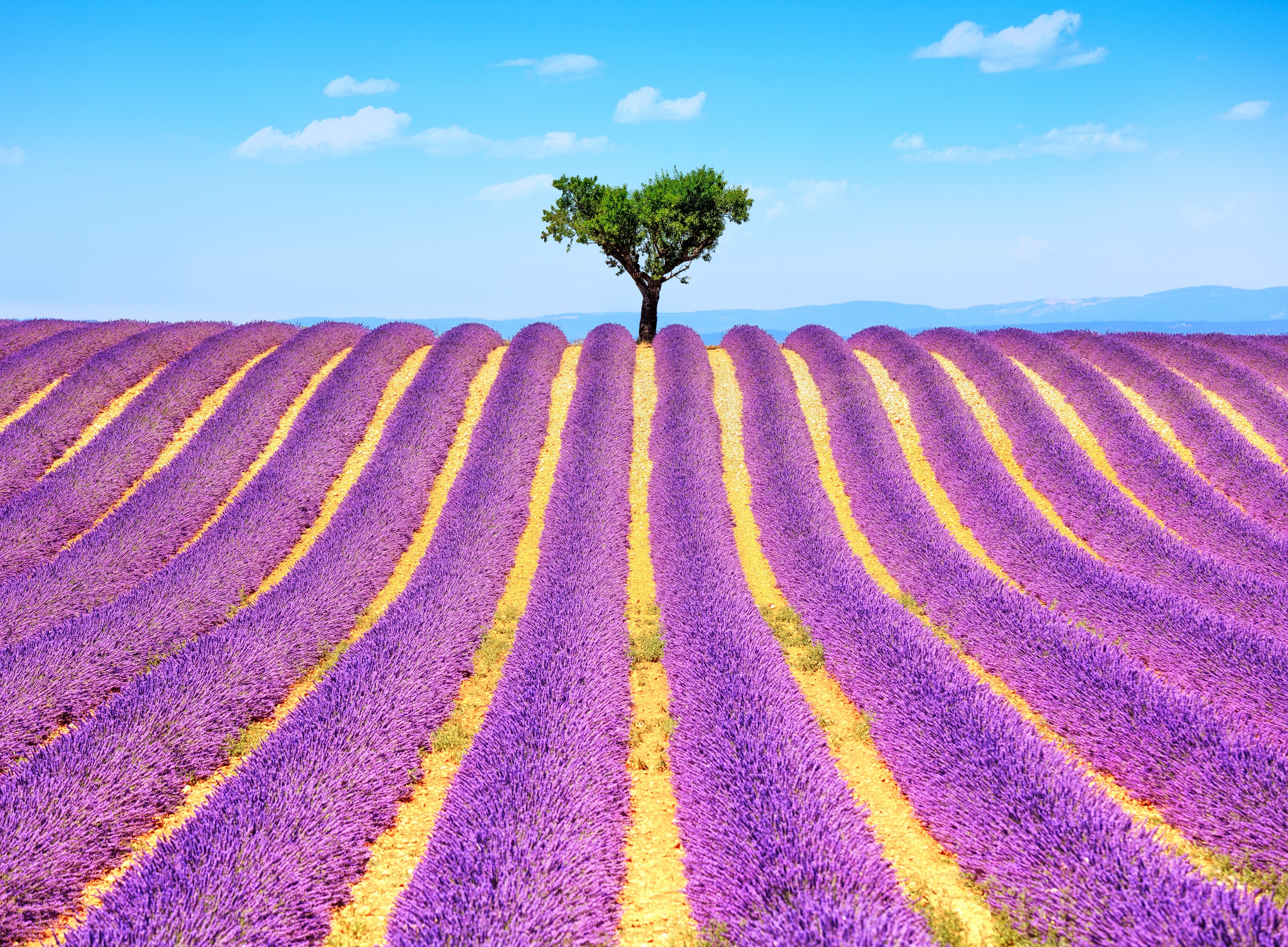 Papermoon Fototapete "Lavender in Provence" glatt