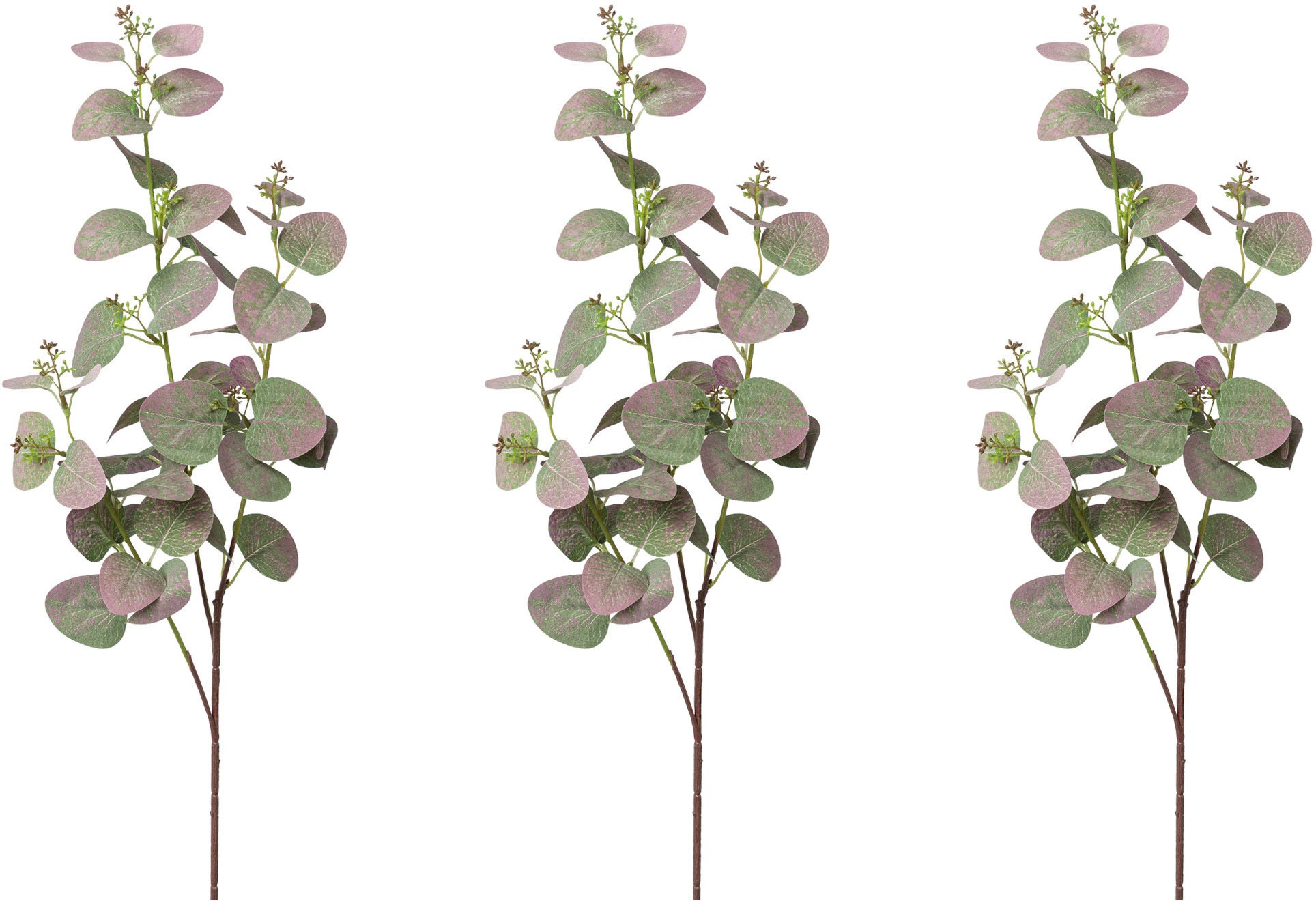 Eukalyptus Pflanzen bestellen ▷ | BAUR & Innen Für Außen