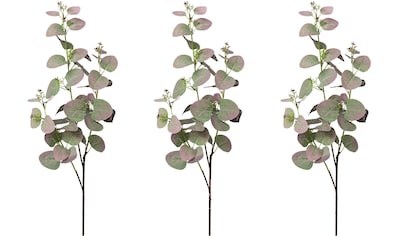 Eukalyptus Pflanzen bestellen ▷ Für Innen & Außen | BAUR