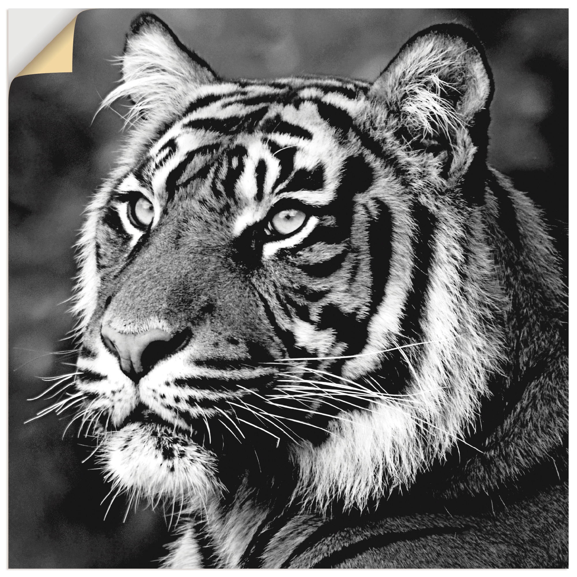 Artland Wandbild »Tiger«, Wildtiere, (1 St.), als Leinwandbild,  Wandaufkleber oder Poster in versch. Größen kaufen | BAUR
