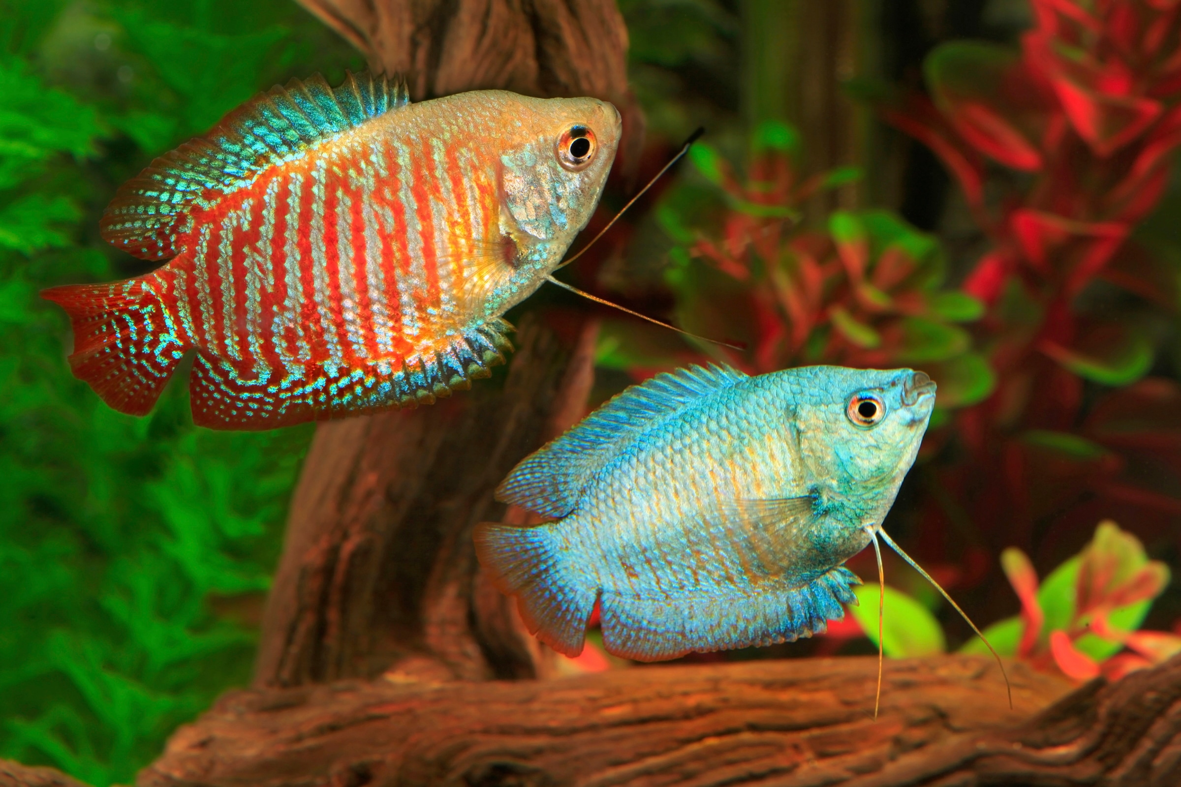 Papermoon Fototapete "UNTERWASSER-WELT-GOURAMI FISCHE KORALLE SEE MEER TIERE"