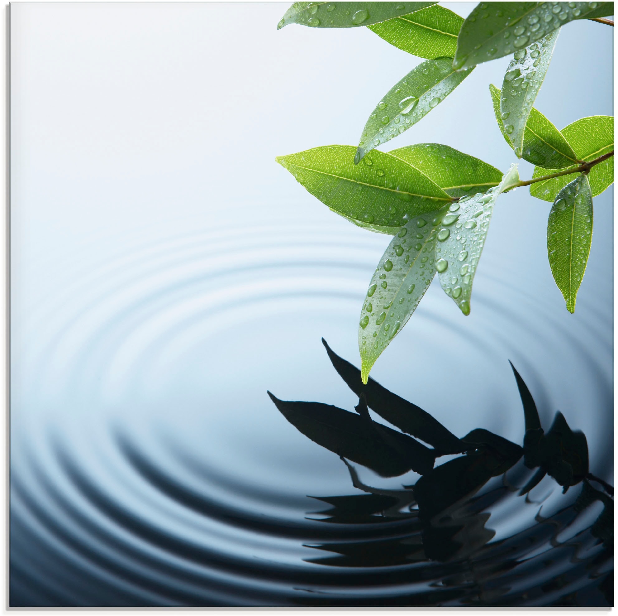 Artland Glasbild "Pflanze und Wasser", Zen, (1 St.), in verschiedenen Größen