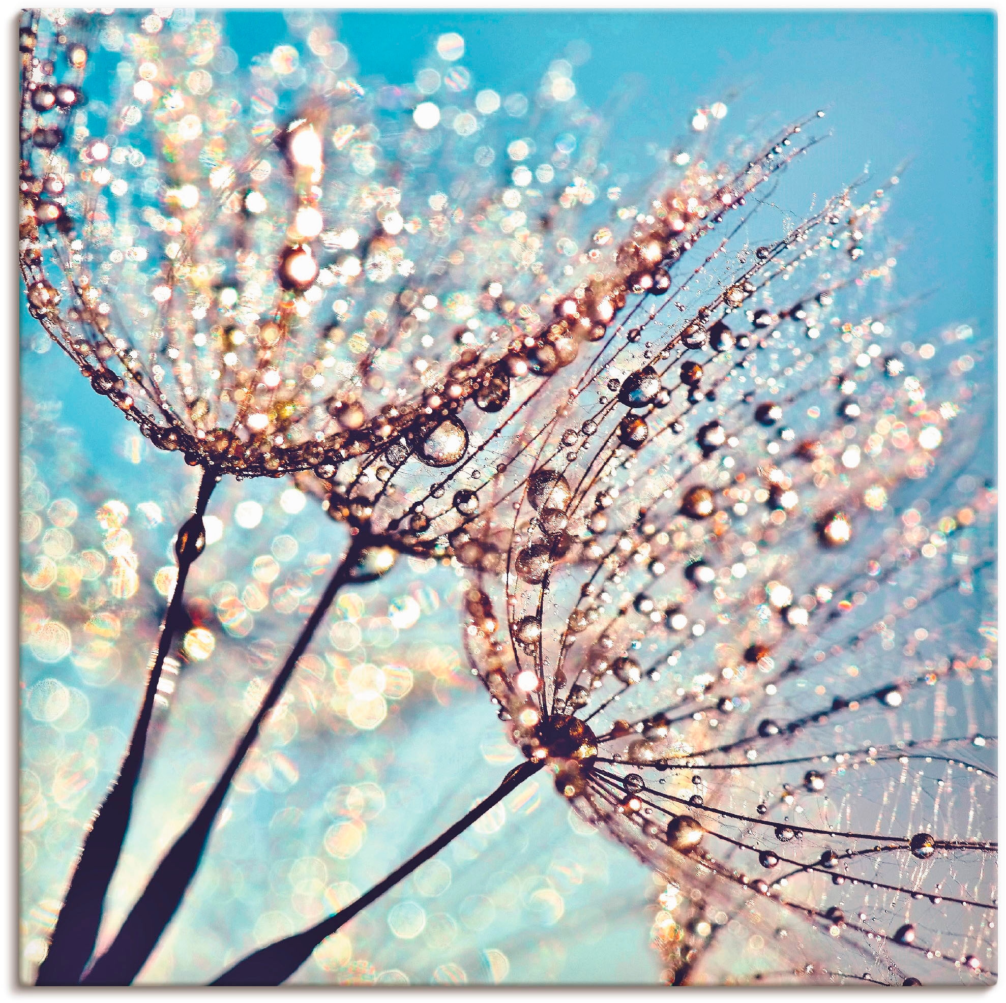 Artland Wandbild »Pusteblume Tröpfchenfänger«, Blumen, (1 St.), als Alubild,  Leinwandbild, Wandaufkleber oder Poster in versch. Größen kaufen | BAUR