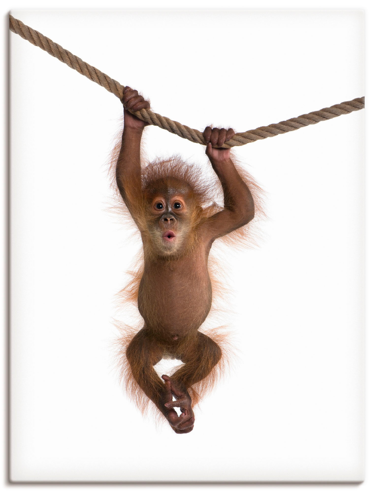 Artland Leinwandbild "Baby Orang Utan hängt an Seil II" Wildtiere 1 Stk. tl günstig online kaufen