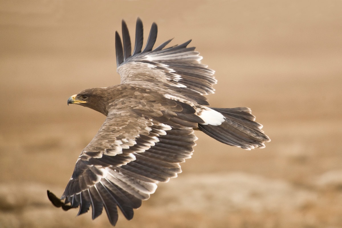 Papermoon Fototapete "Der Steppenadler" günstig online kaufen