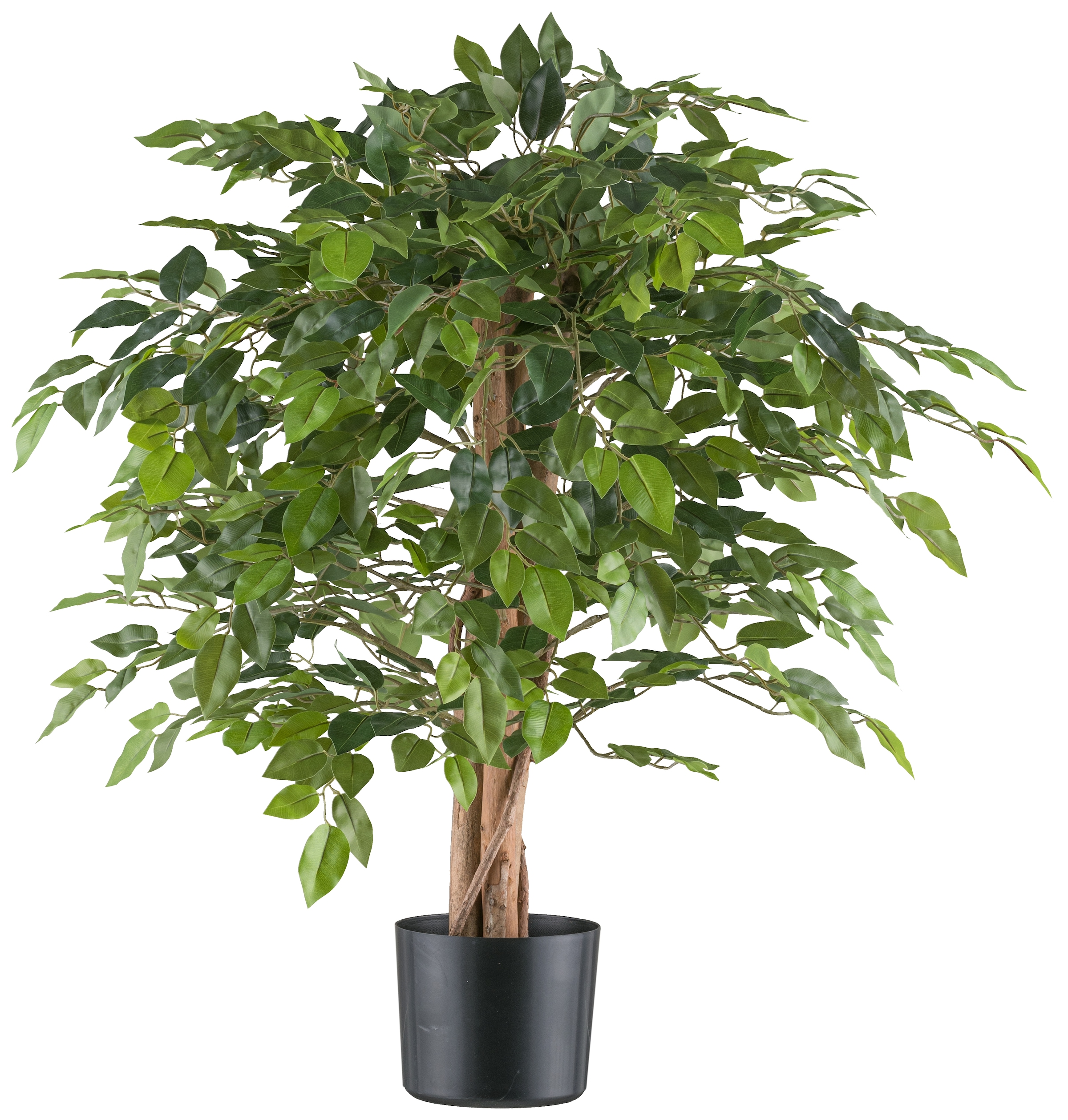 Kunstpflanze »Ficus benjamina«, mit Naturstamm