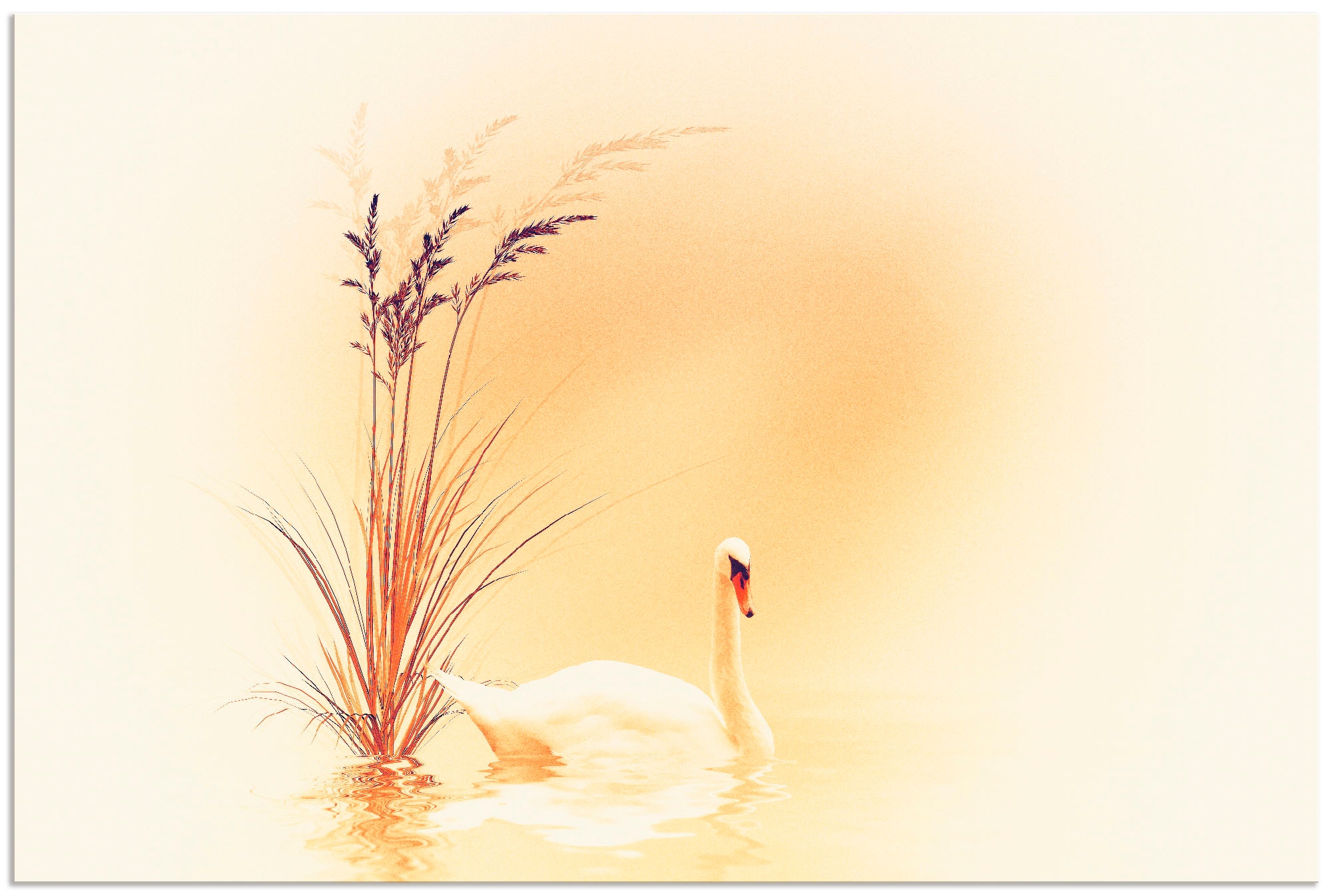 Artland Paveikslas »Weisser Schwan« Vögel (1 S...