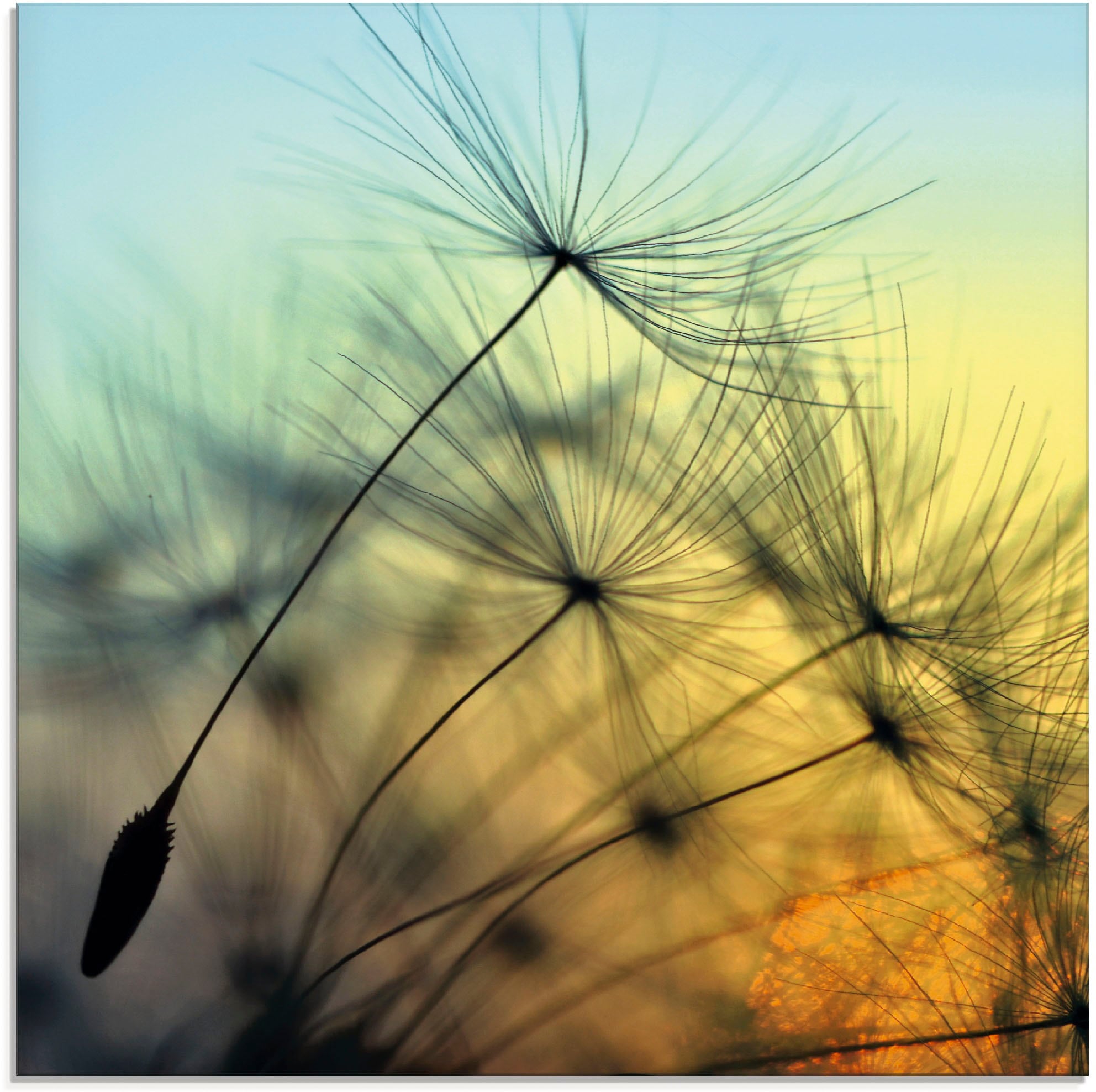 Artland Glasbild "Goldener Sonnenuntergang und Pusteblumen" Blumen 1 Stk. t günstig online kaufen