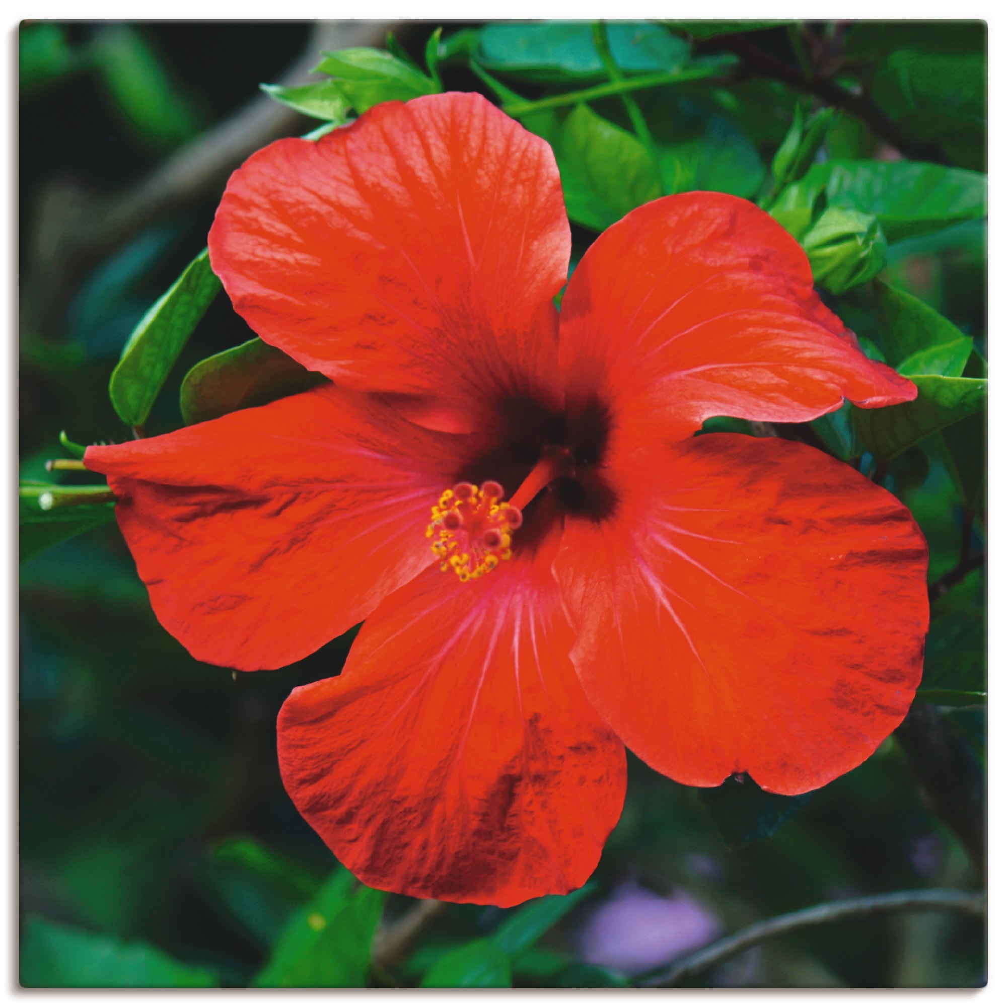 (1 Alubild, Poster Größen als bestellen | oder BAUR Wandbild Artland Wandaufkleber in »Hawaiiblume«, St.), versch. Blumen, Leinwandbild,