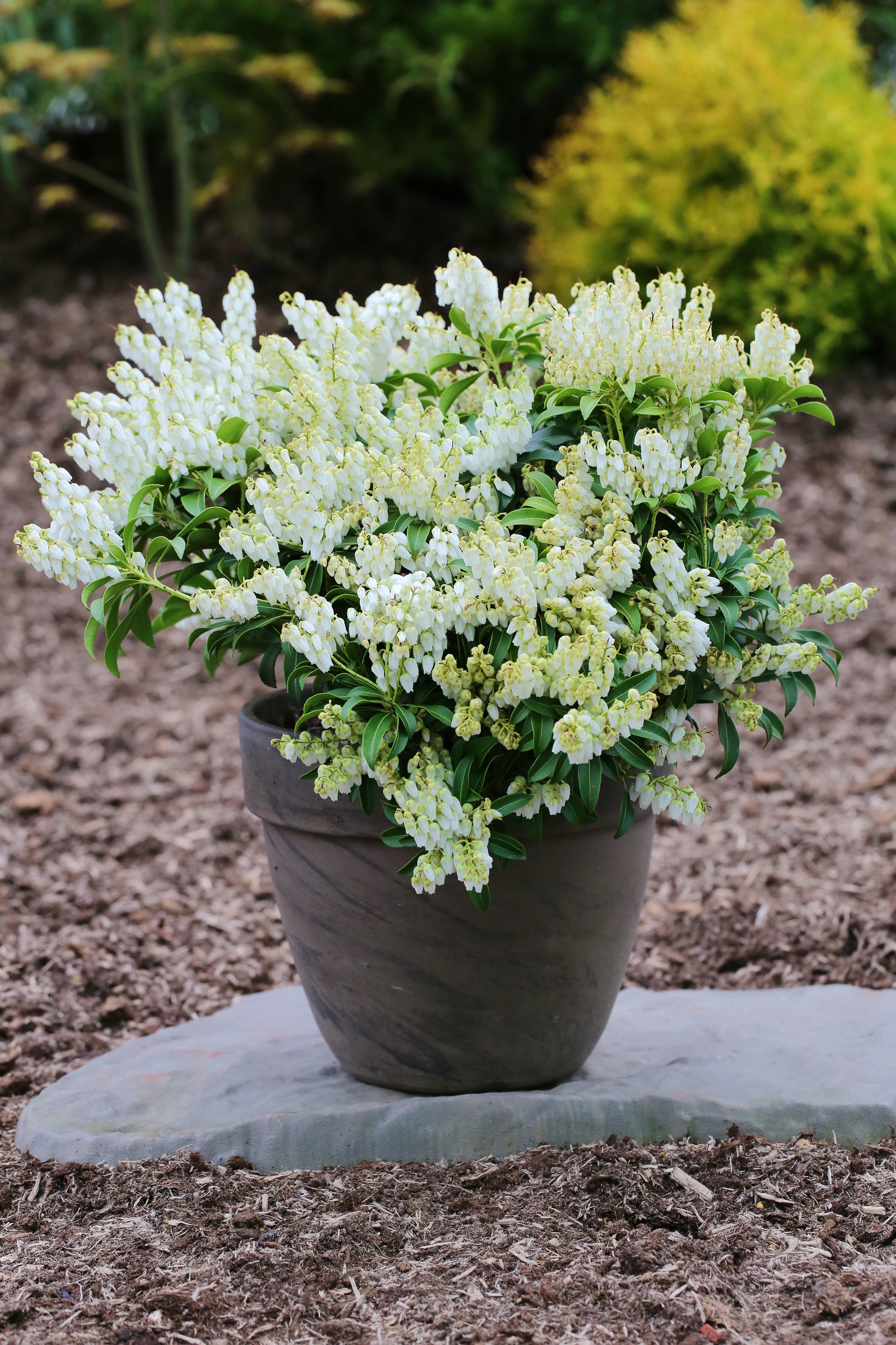 BCM Gehölze »Lavendelheide 'Prelude'«, (2 St.), Höhe: 25-30 cm, 2 Pflanzen kaufen