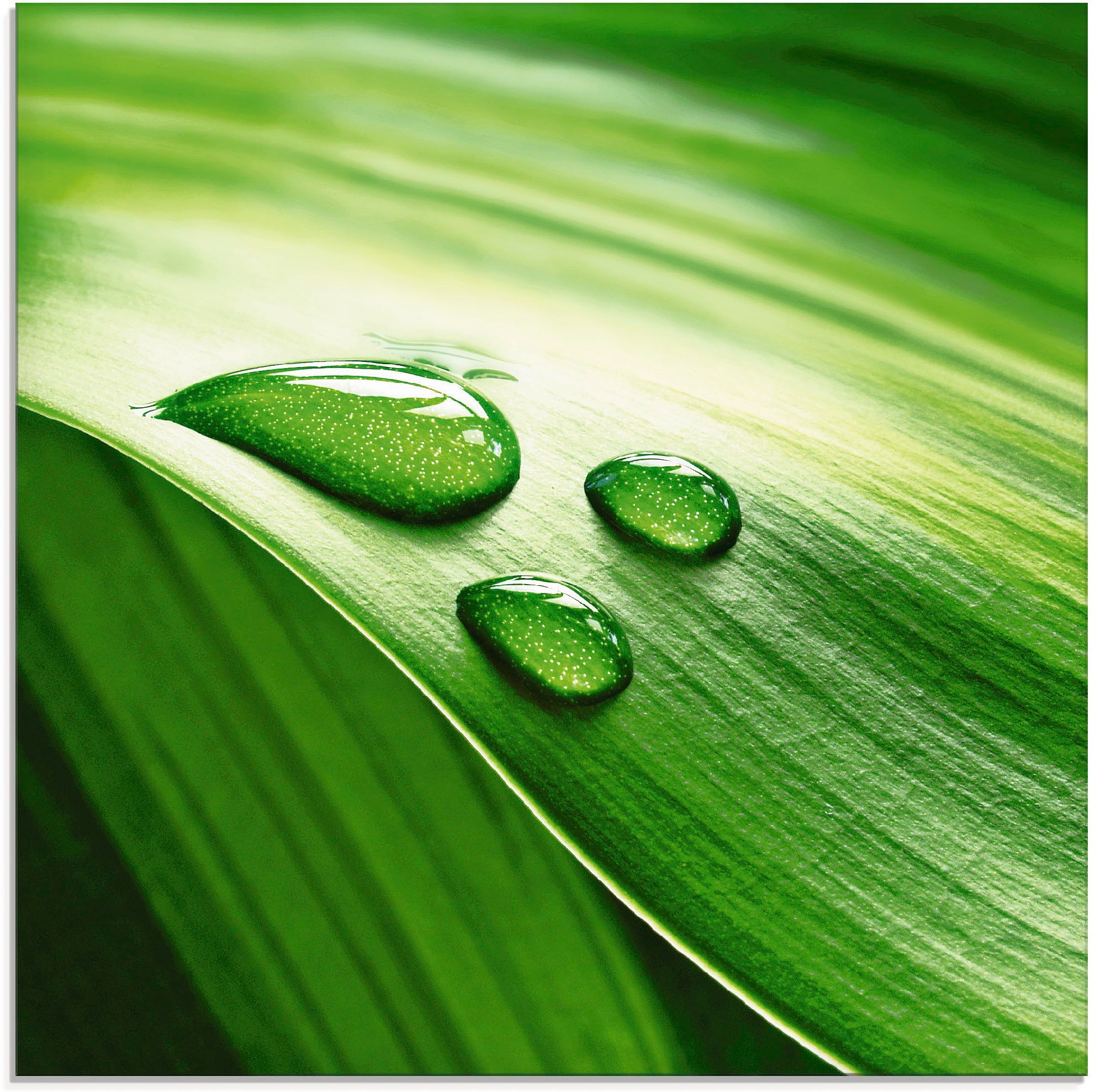 Artland Glasbild "Nahaufnahme eines grünen Pflanzenblattes", Blätter, (1 St.), in verschiedenen Größen