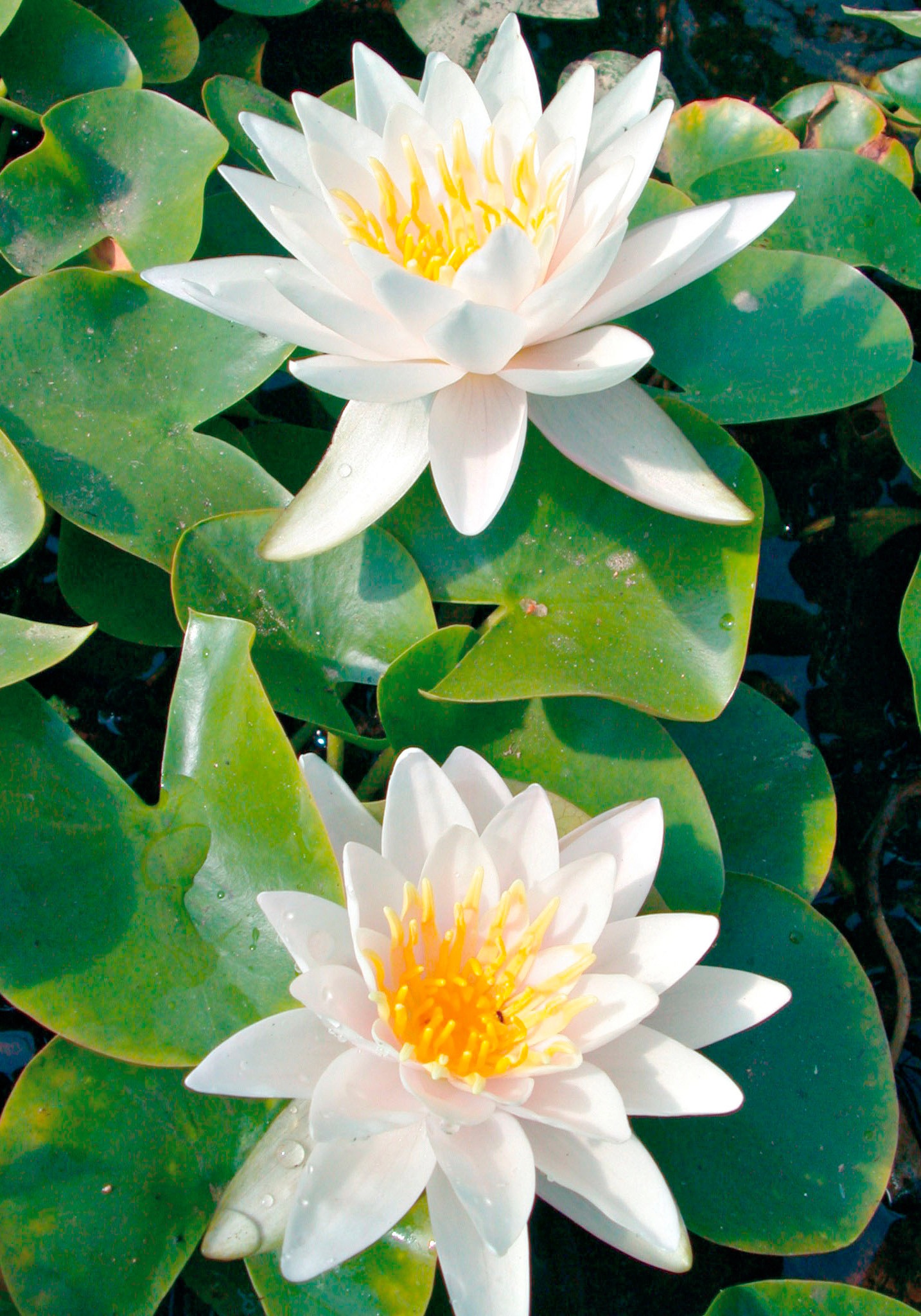 BCM Wasserpflanze »Seerose 'Walter Pagels'«, (1 St.), Seerose weiß/gelb: 1 Pflanze kaufen