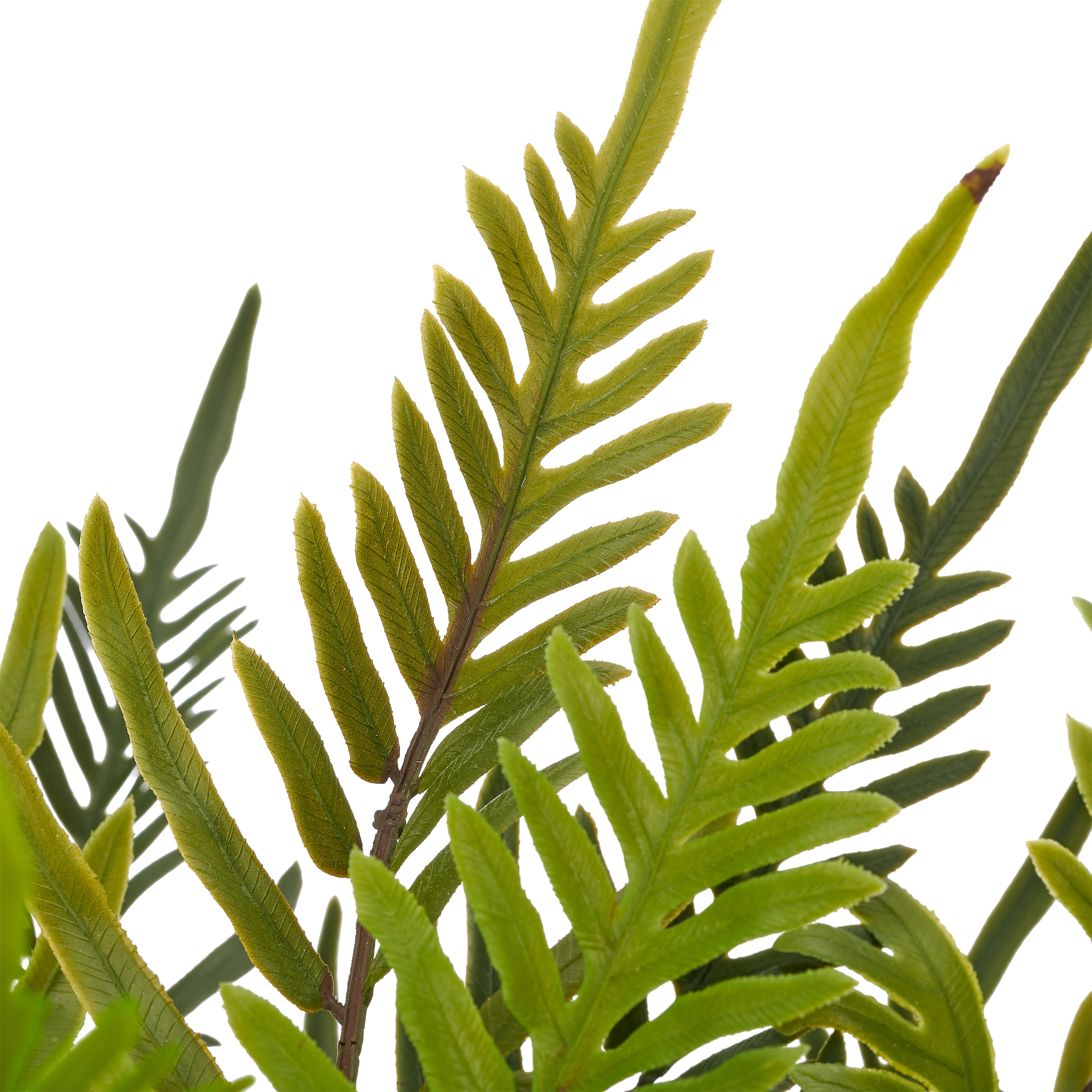 Creativ green Kunstpflanze »Farn Blechnum« mit naturgetreuen Farnwedeln