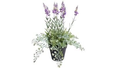 Künstliche Zimmerpflanze »Lavendel - Kräutertopf«