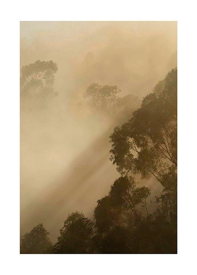 Komar Bild "Golden Light" Natur 1 Stk. tlg. Wandbild zur Dekoration - ohne Rahmen