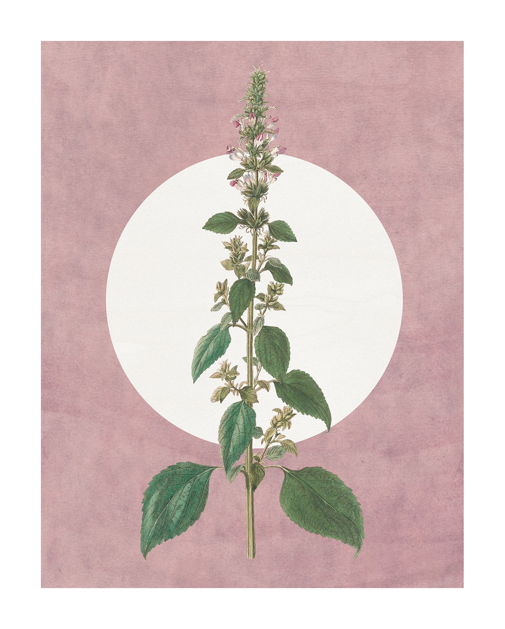 Komar Bild "Menthe en Croissance" Natur 1 Stk. tlg. Wandbild zur Dekoration günstig online kaufen