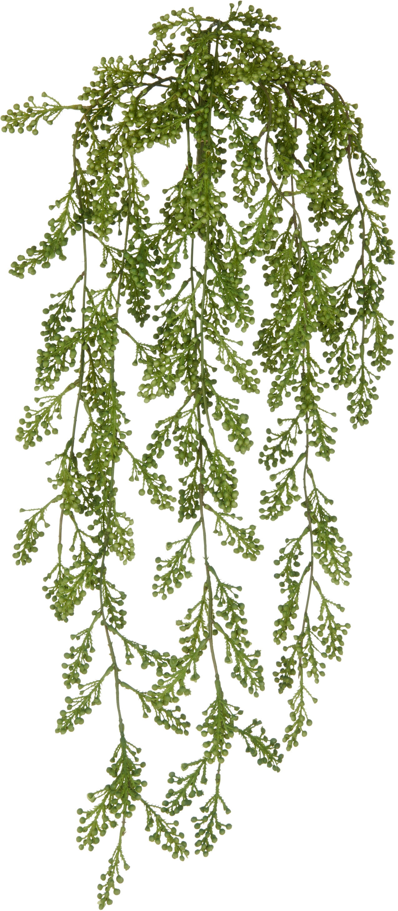 Creativ green "Sedum" mit üppigen Ranken