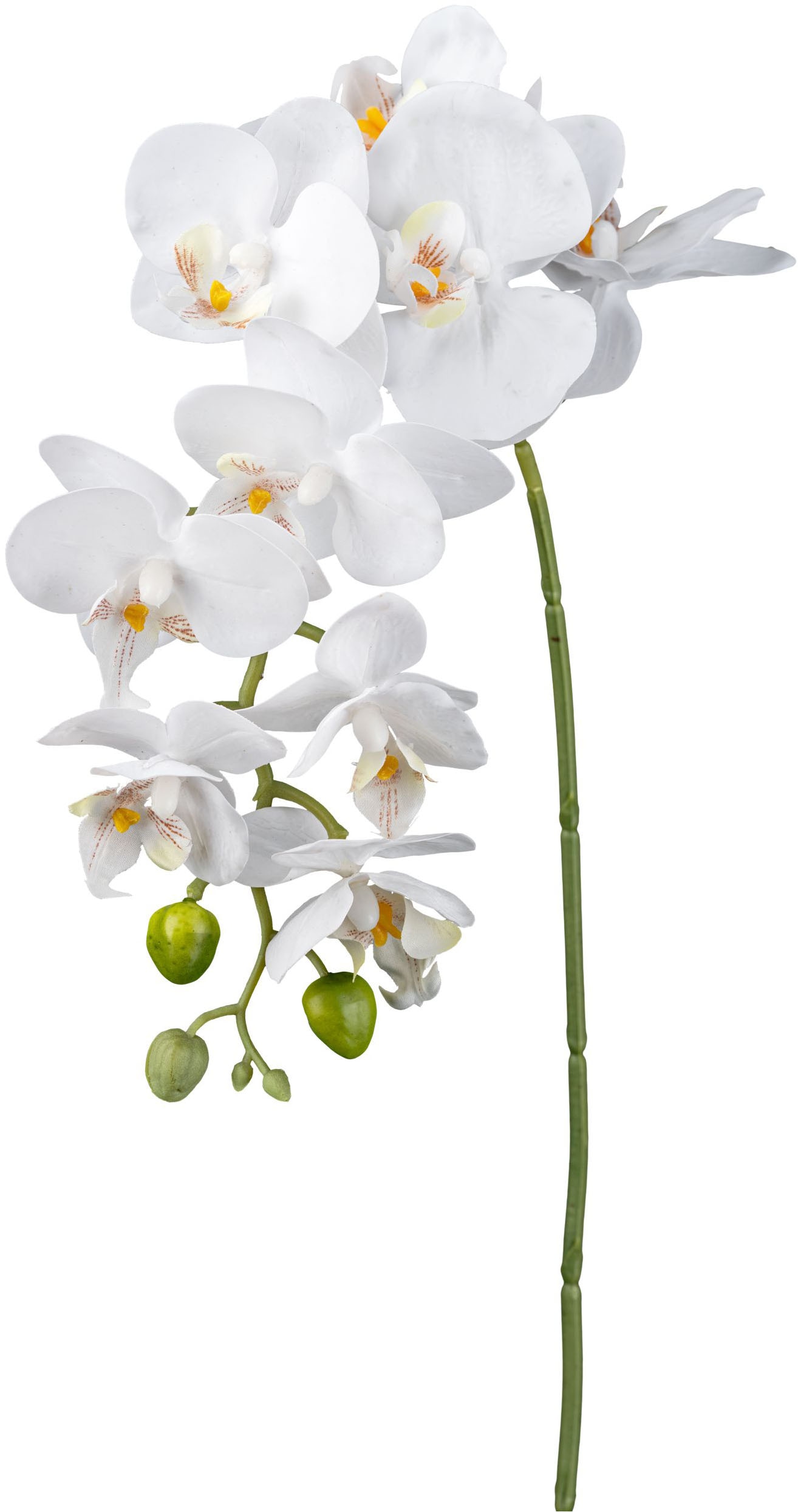 Creativ green Kunstorchidee »Orchidee Phalaenopsis« ...