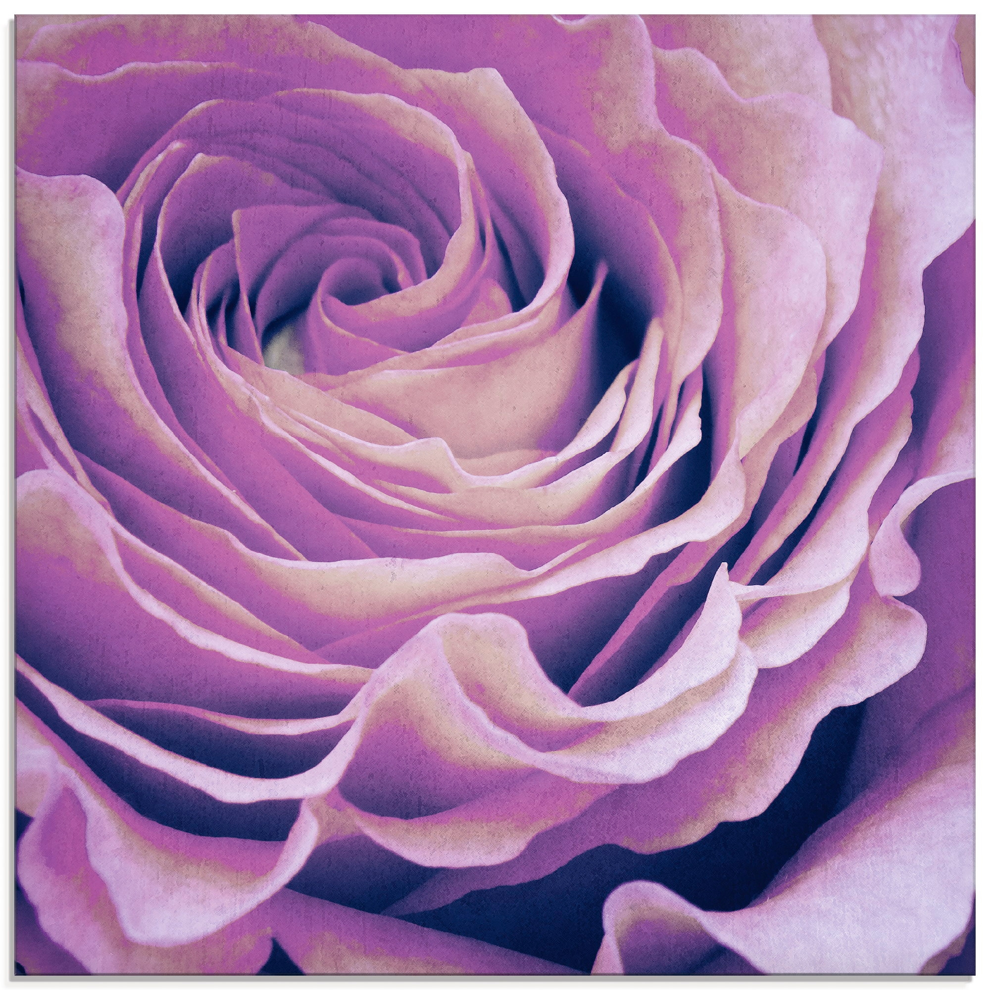 Artland Glasbild "Lila Rose", Blumen, (1 St.), in verschiedenen Größen