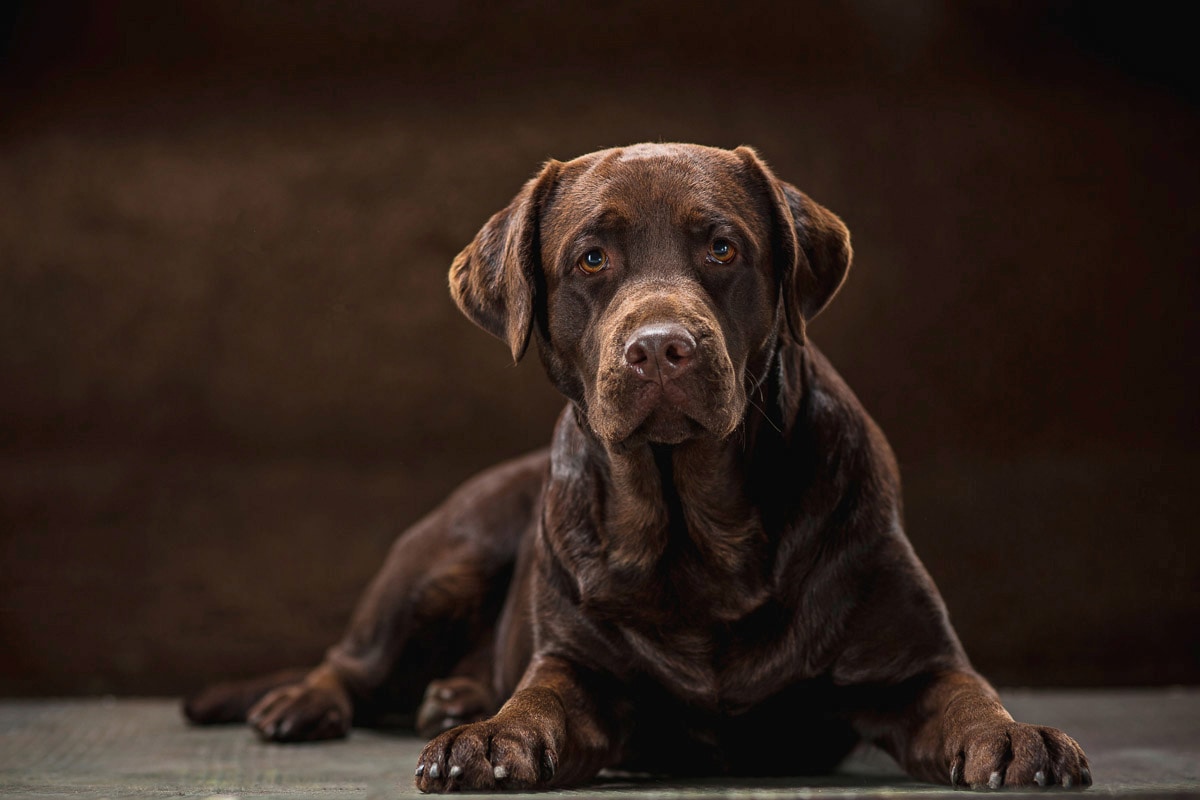 Papermoon Fototapete "hund" günstig online kaufen