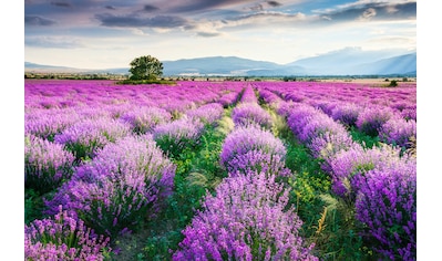Fototapete »Lavende Garten«