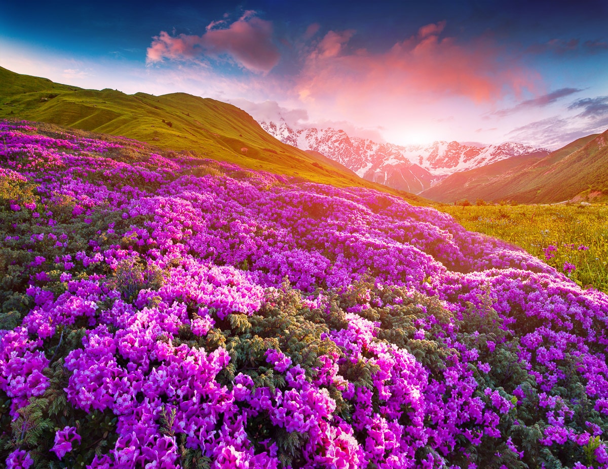 Papermoon Fototapete "Berge Blumen"