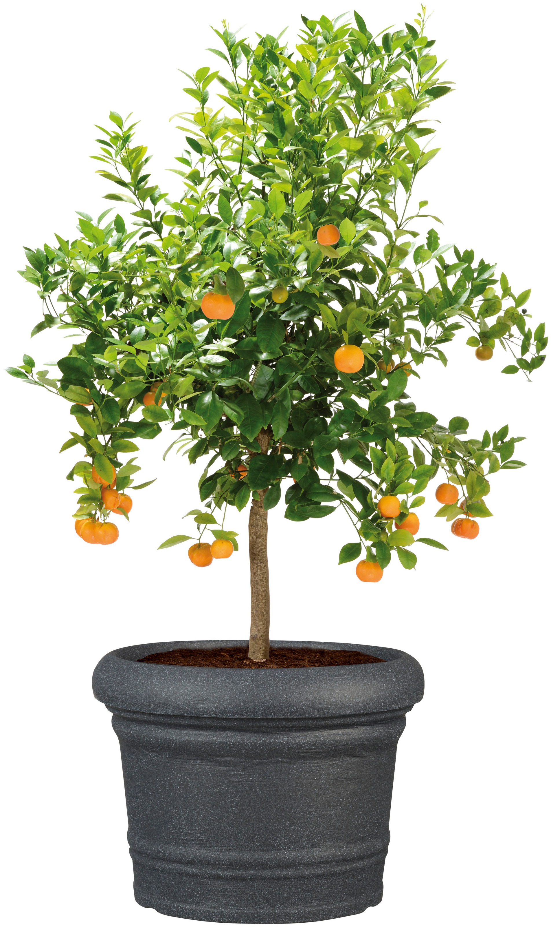 Scheurich Blumentopf »40/064 FORMIA«